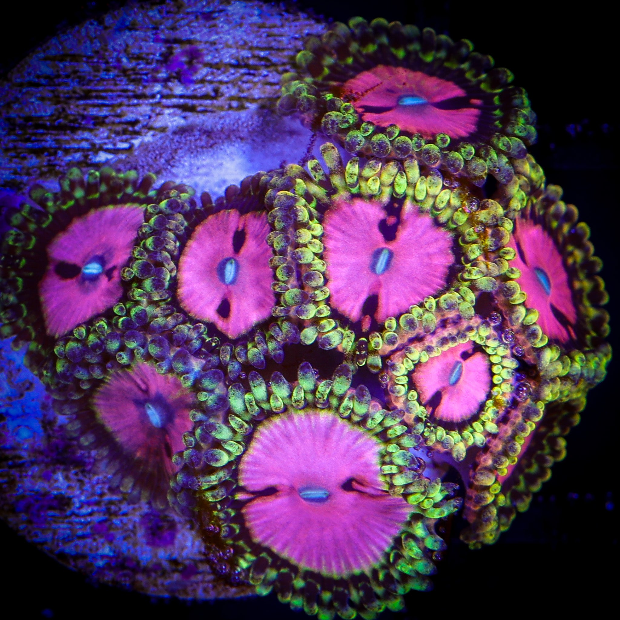 PINK DIAMONDS ZOA