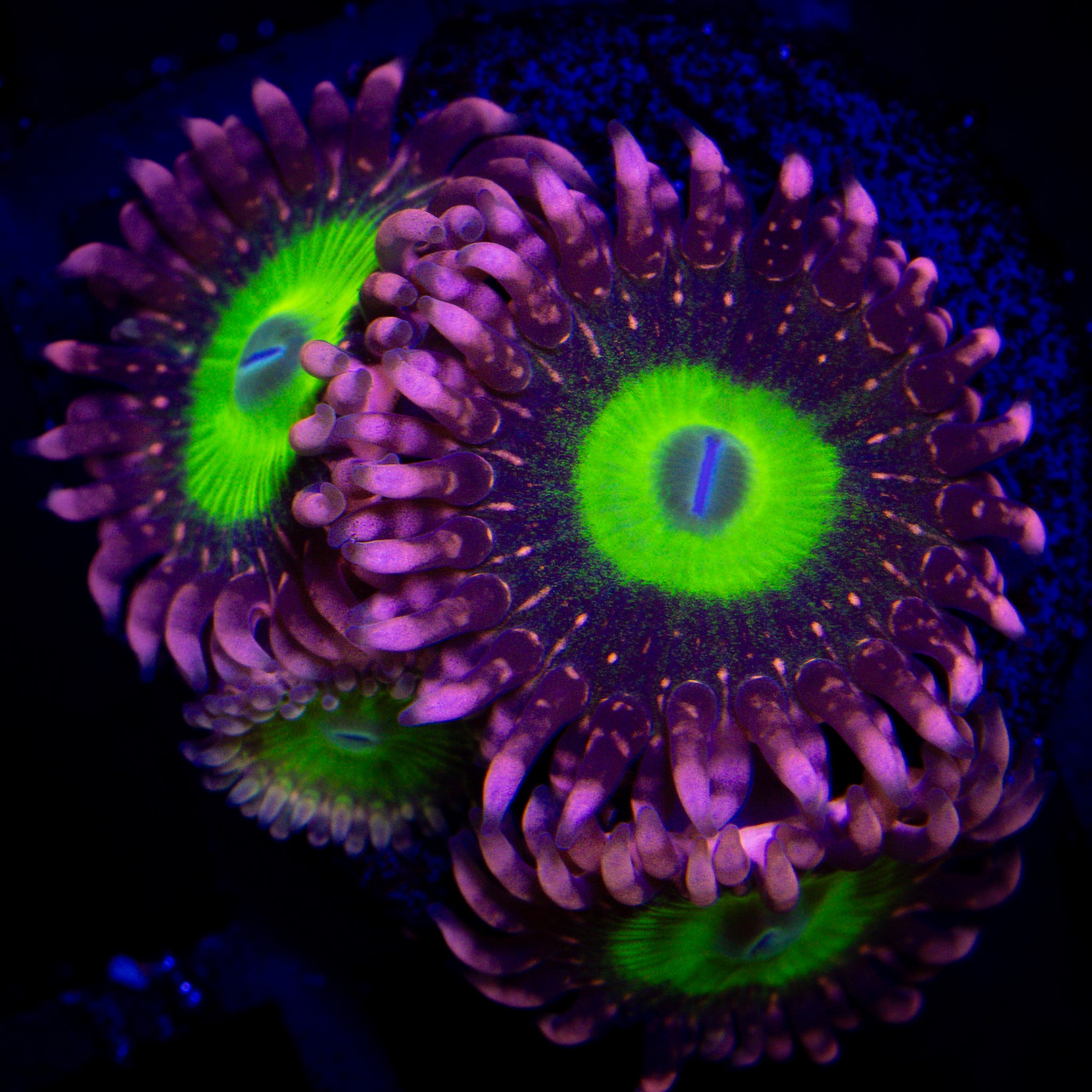 PINK HIPPOS ZOA
