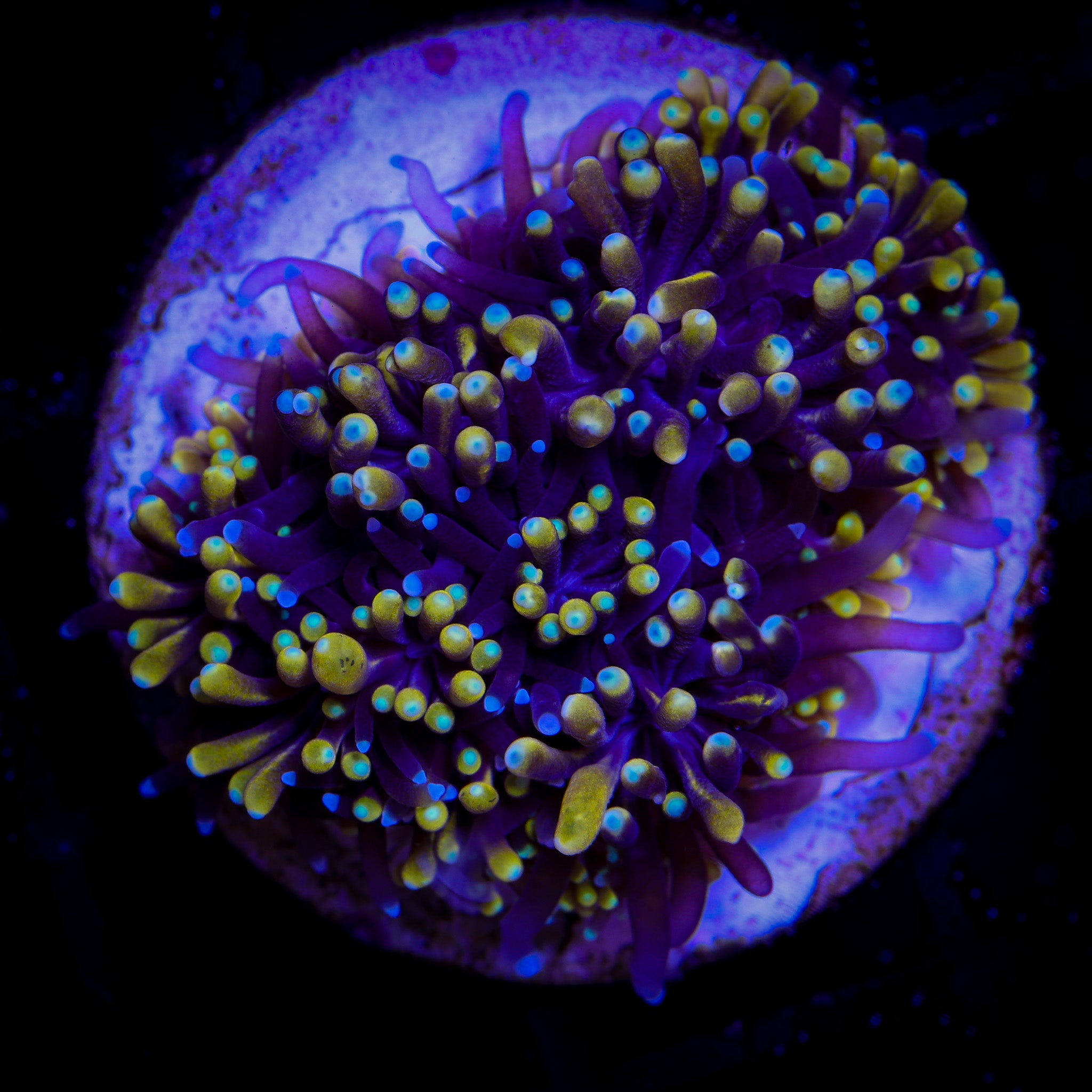 MOTHER OF ALL GALAXEA