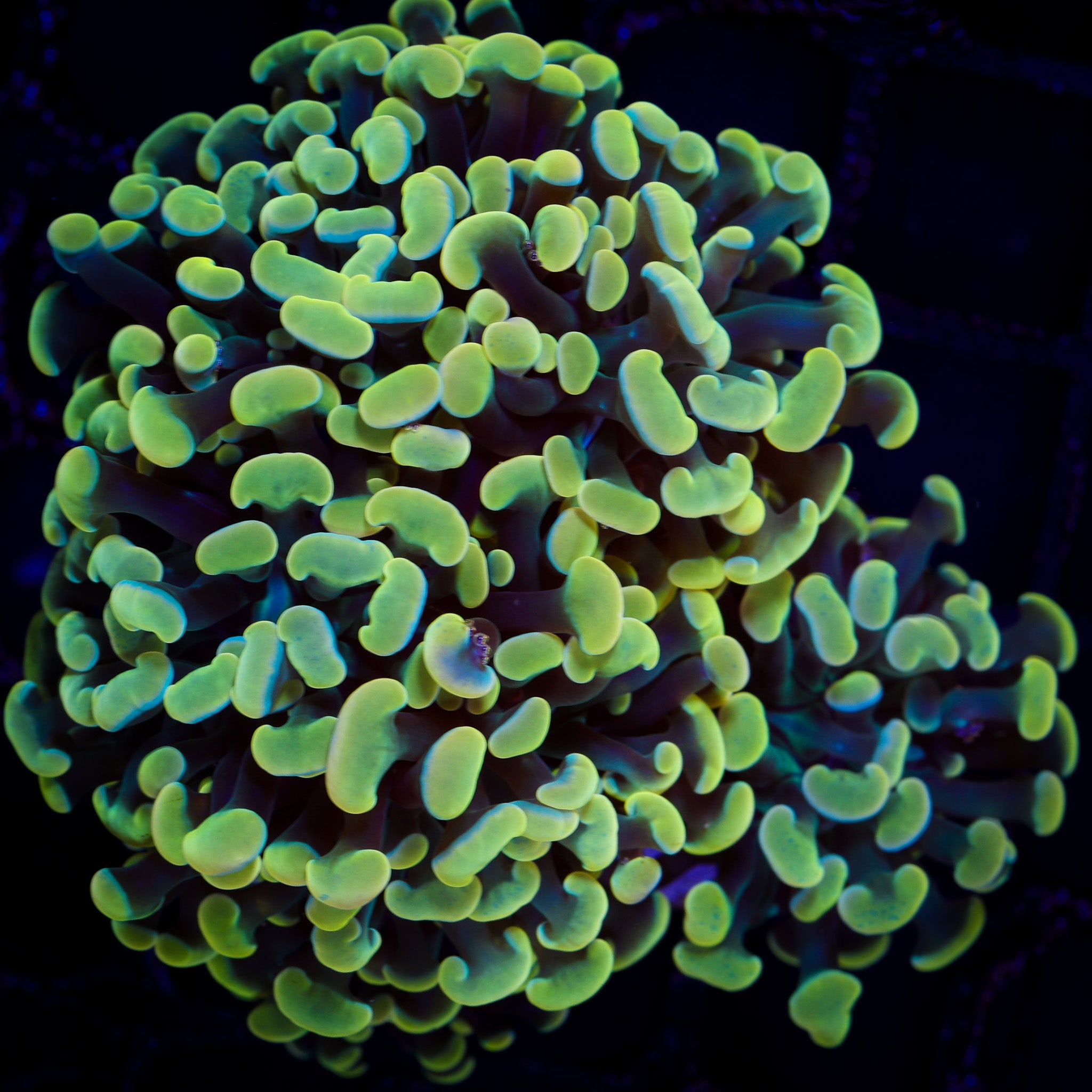 ORANGE BRANCHING HAMMER