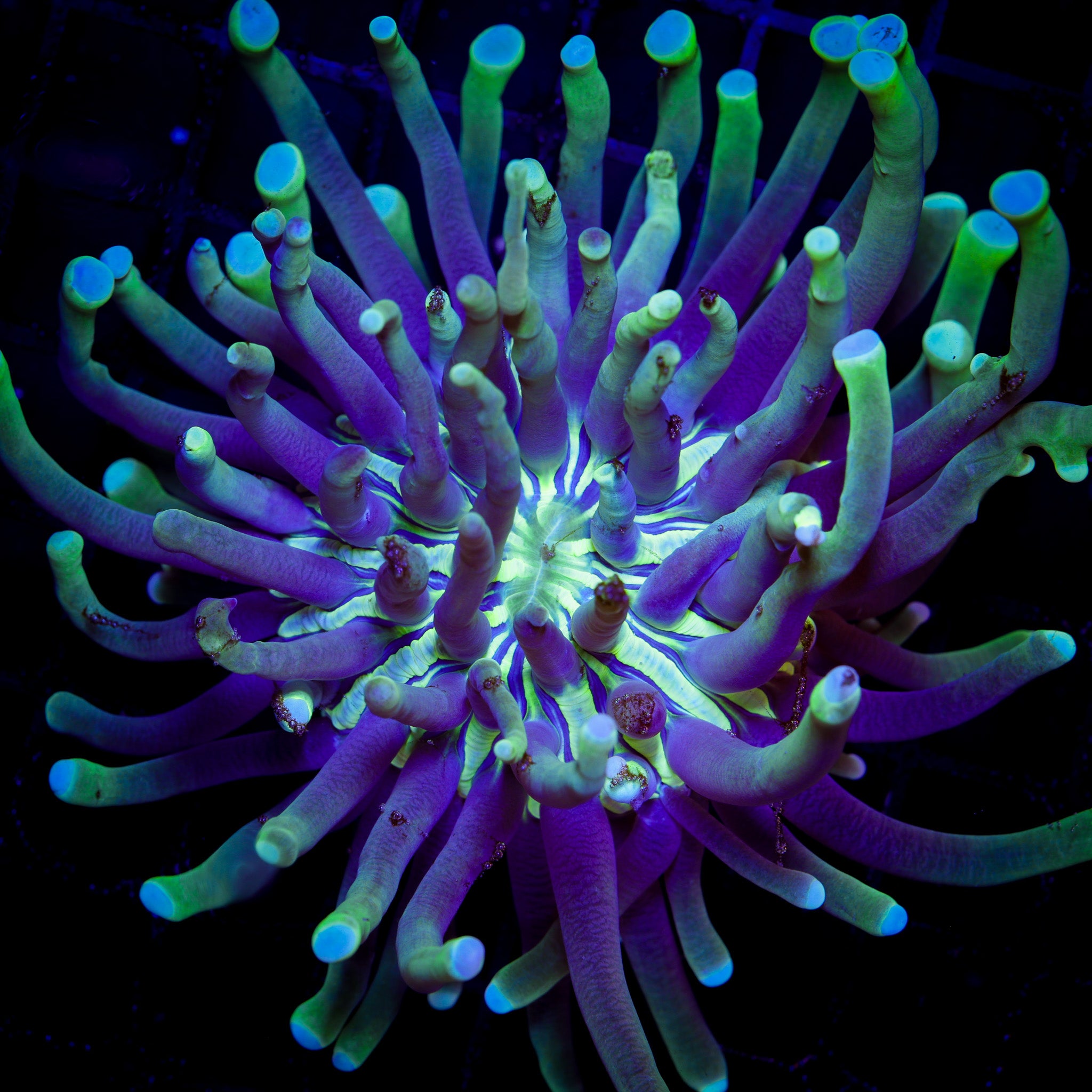 ULTRA AUSSIE HELIOFUNGIA