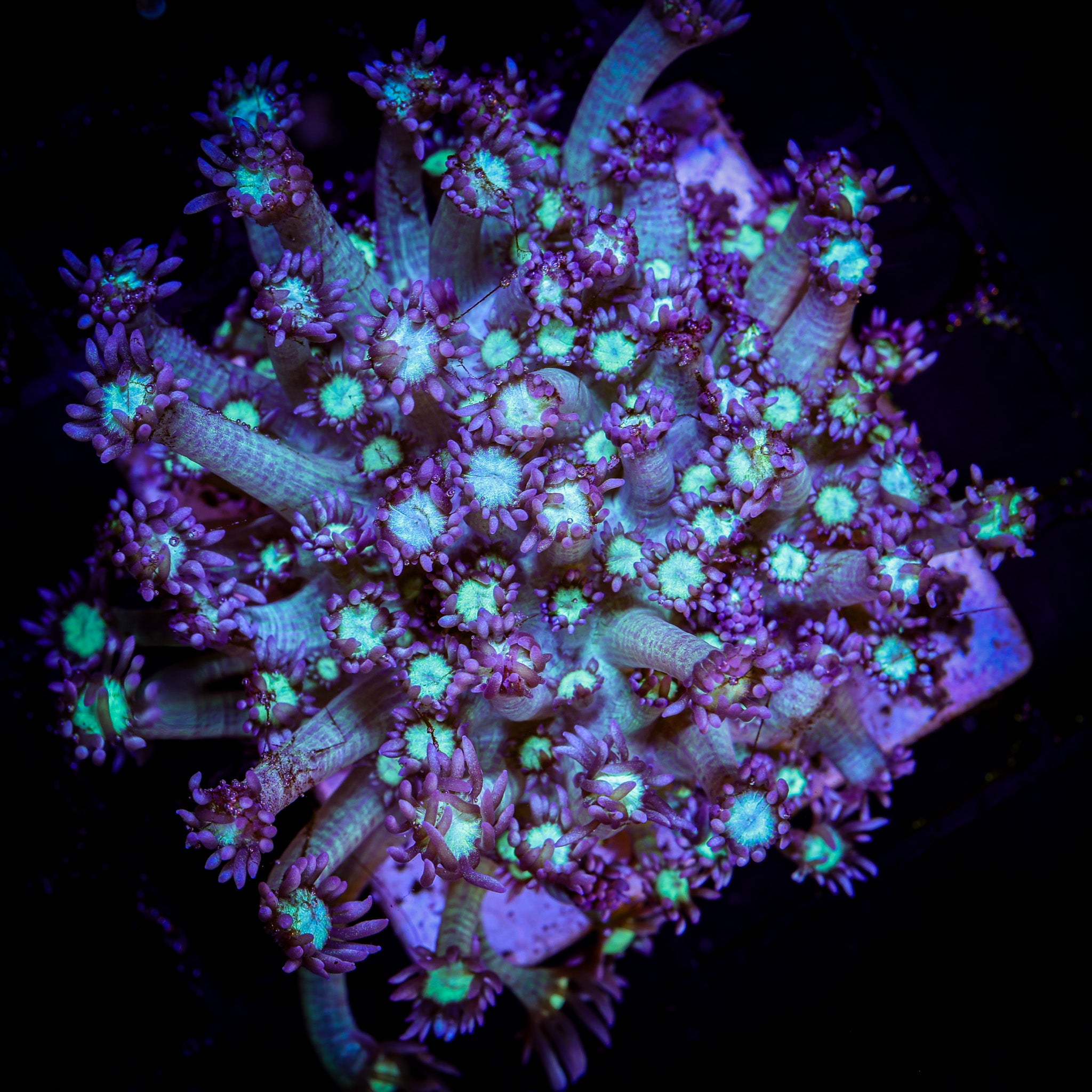 NAKED GLITTER BOMB GONIOPORA LG