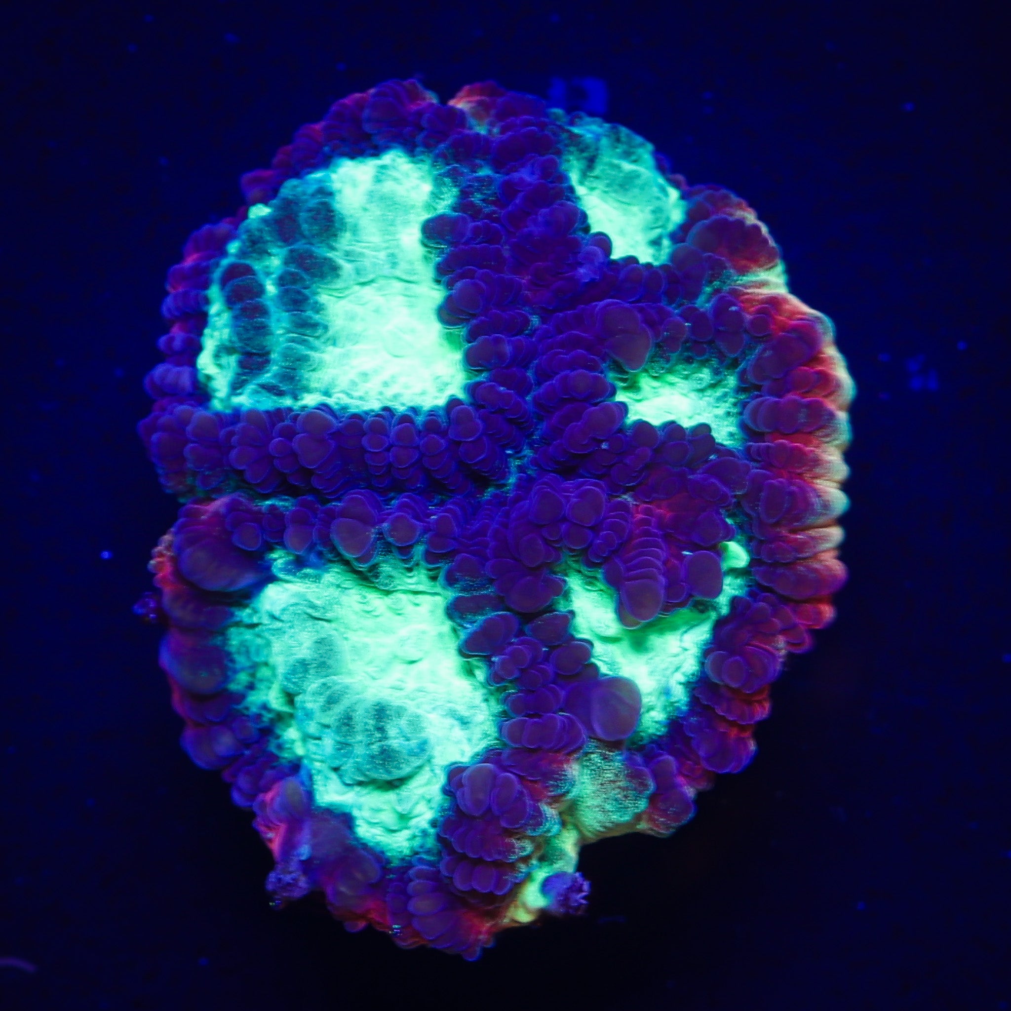 TCK PSYCHO RIM FAVIA