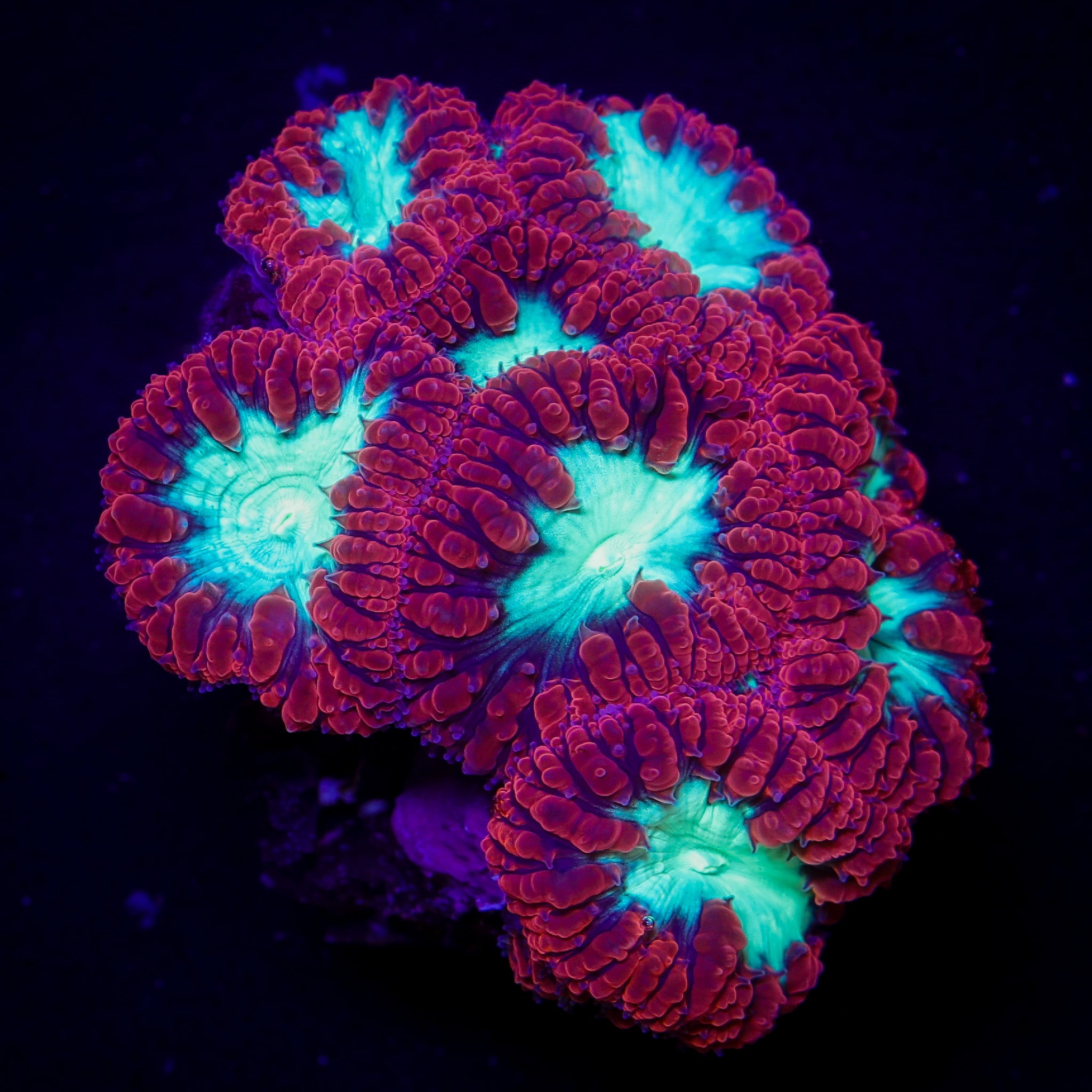 ULTRA RED BLASTOMUSSA MINI COLONY