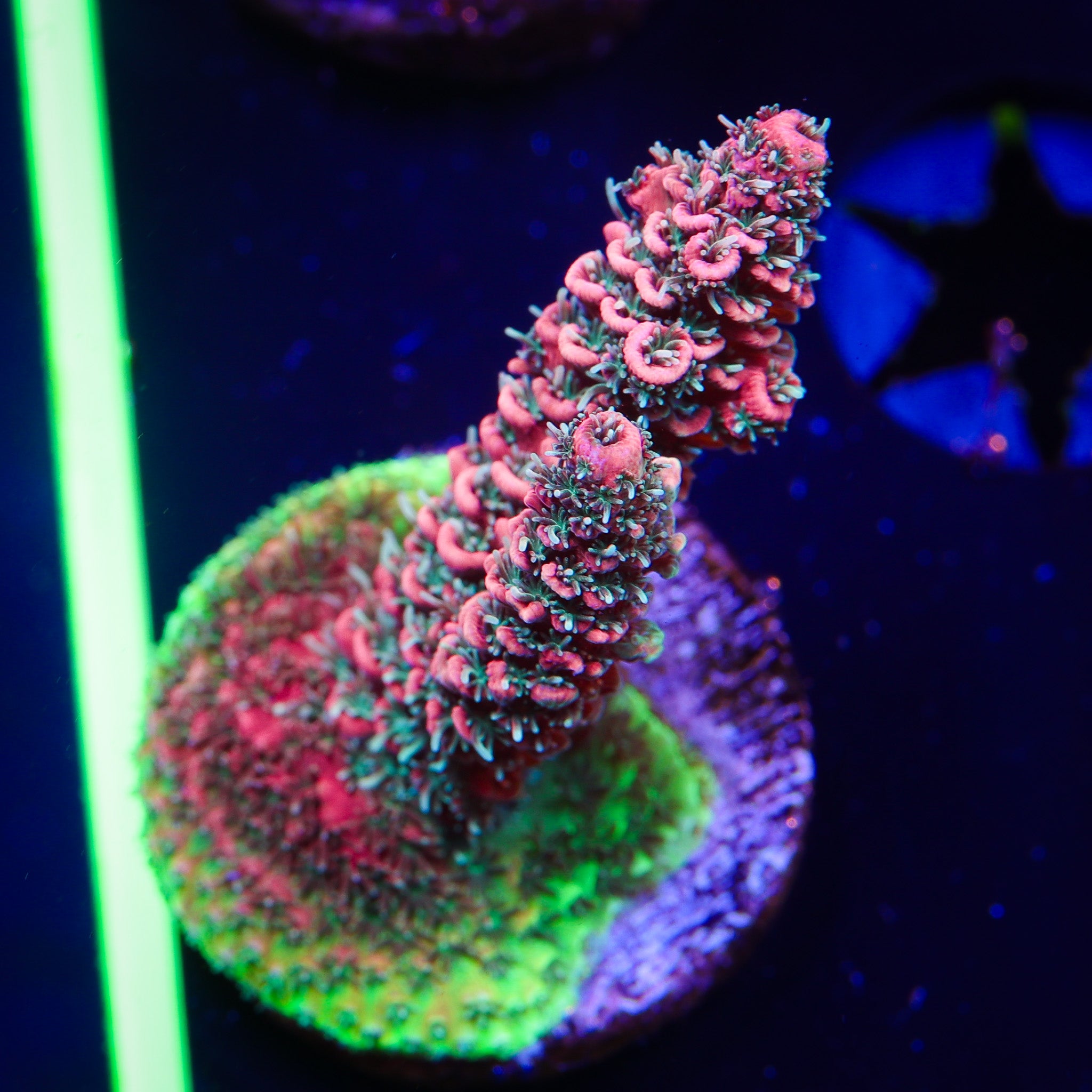 PINK ULTRA MILLEPORA