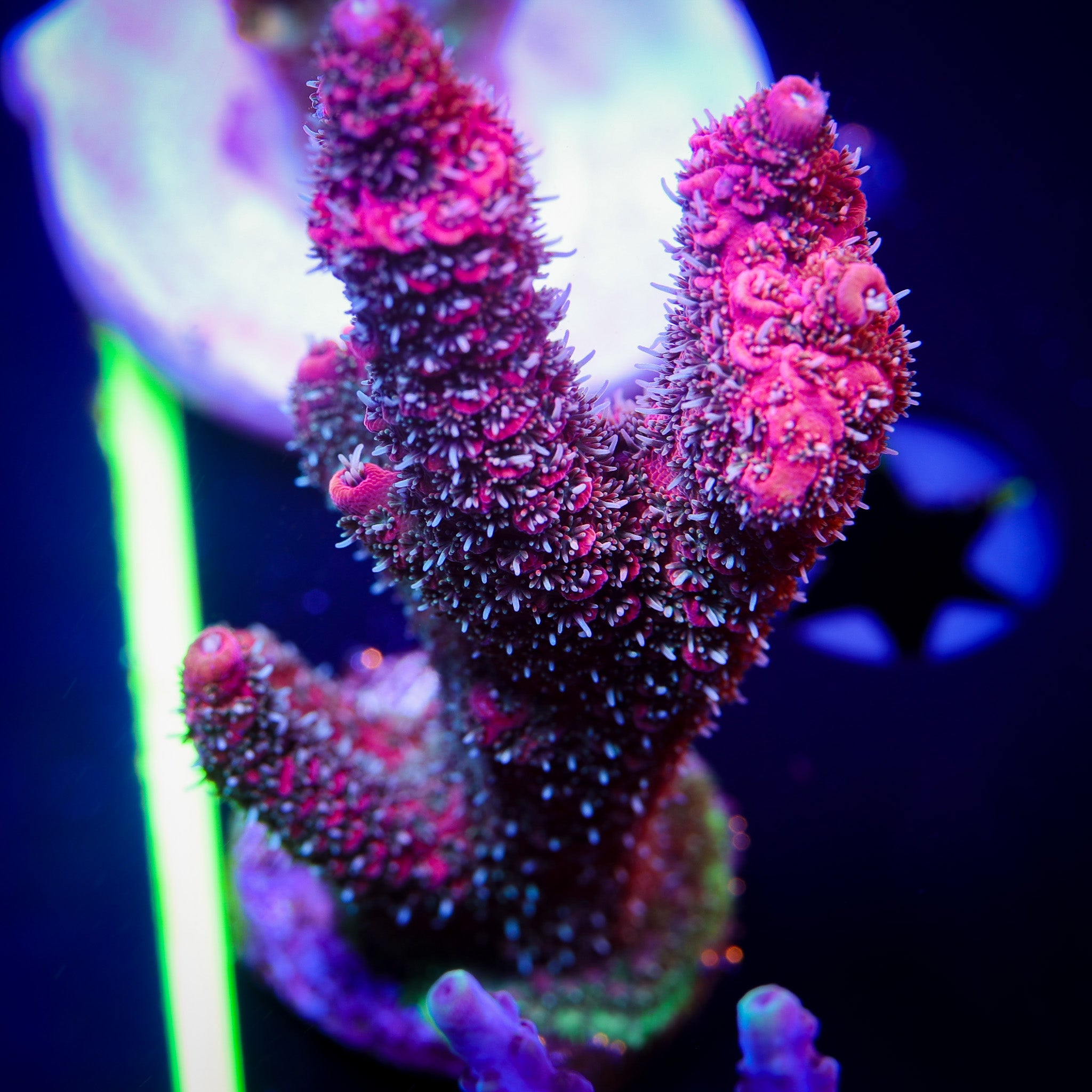RASBERRY ULTRA MILLEPORA