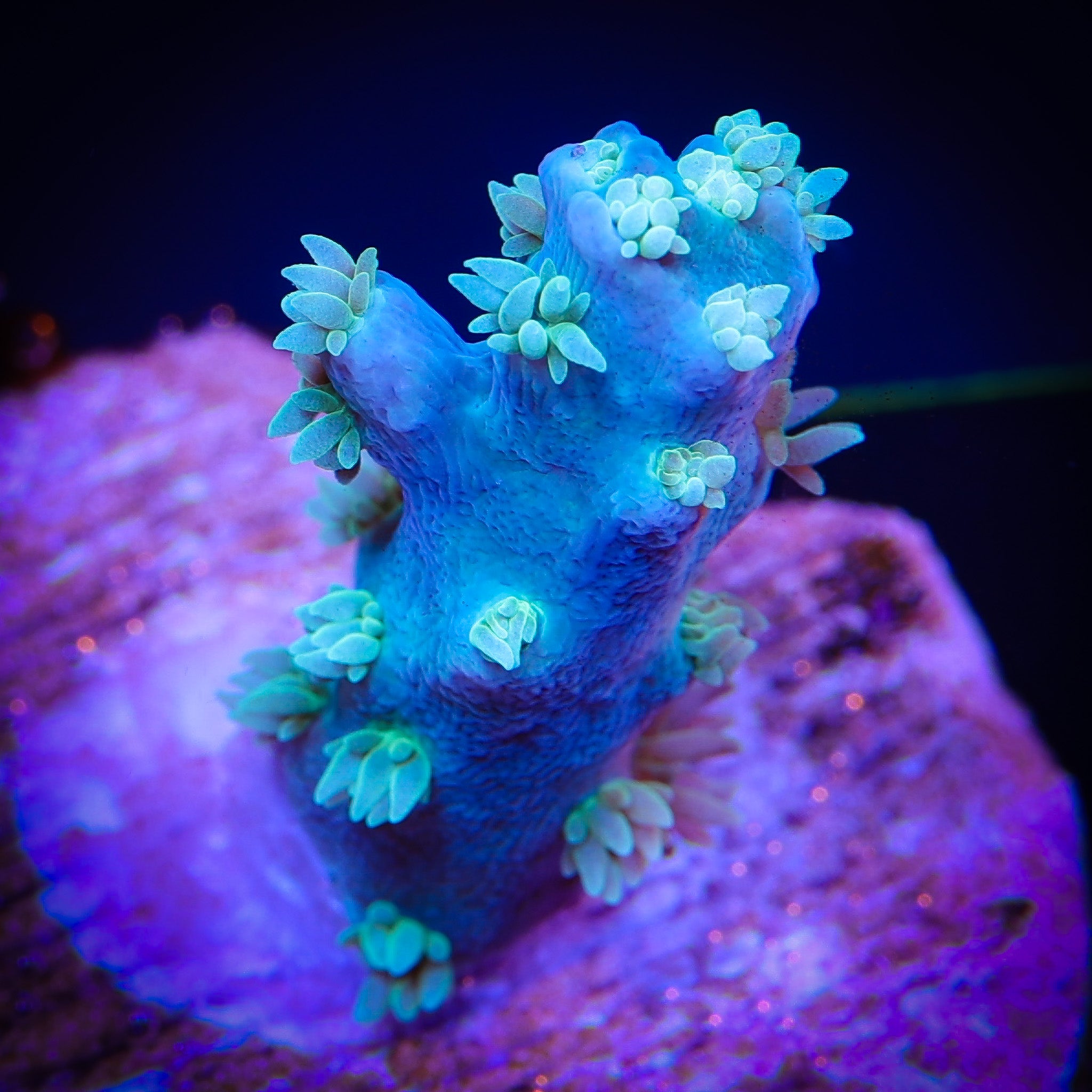 TRG BLUEBERRY FUZZ ACROPORA
