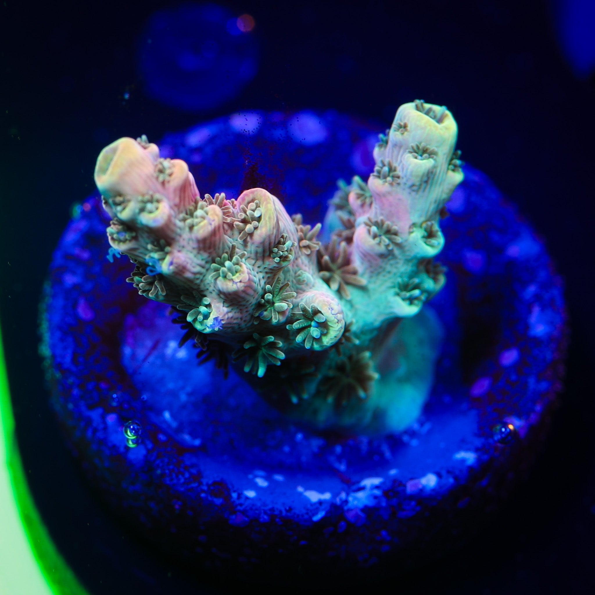 ORANGE CREAMSICKLE ACROPORA