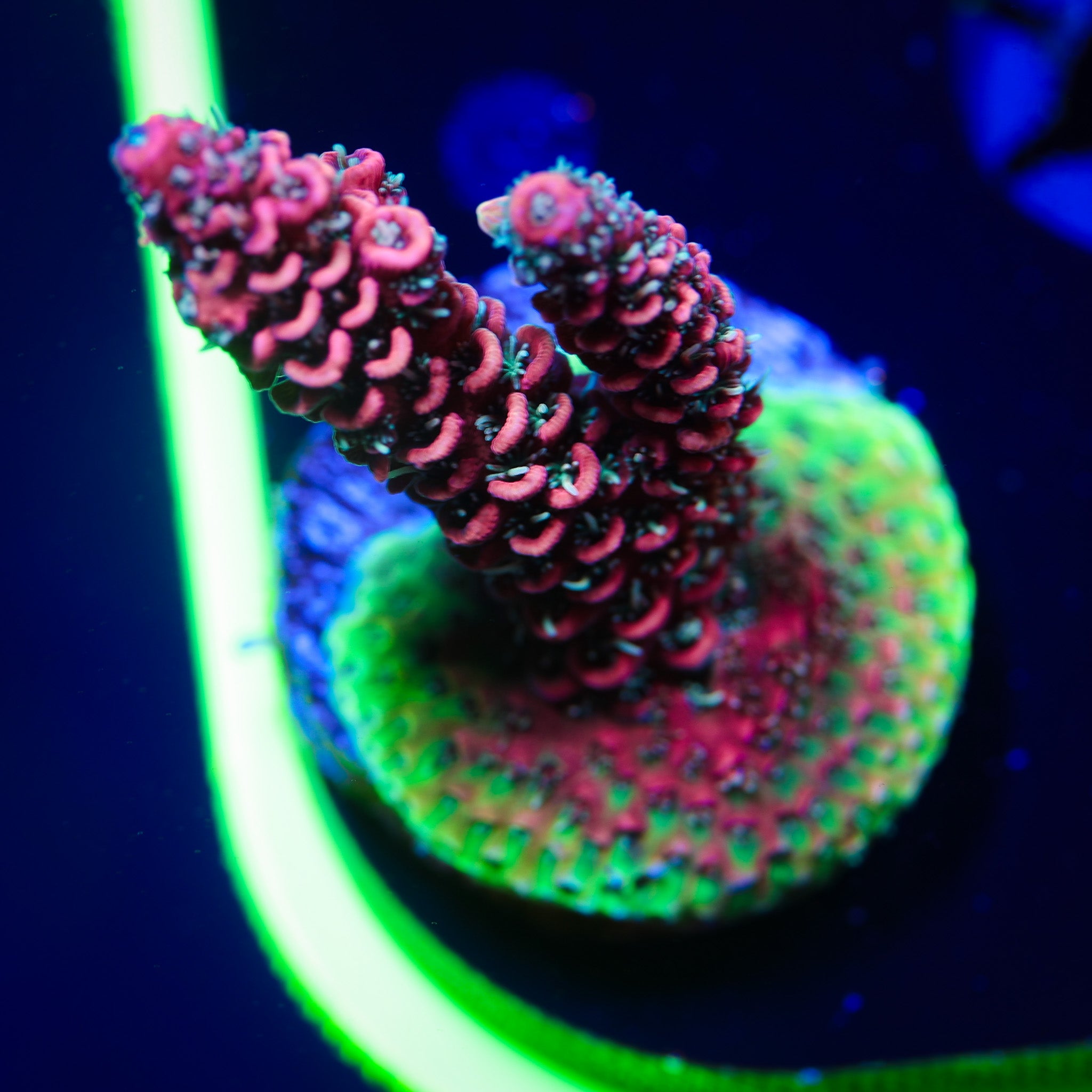 PINK ULTRA MILLEPORA