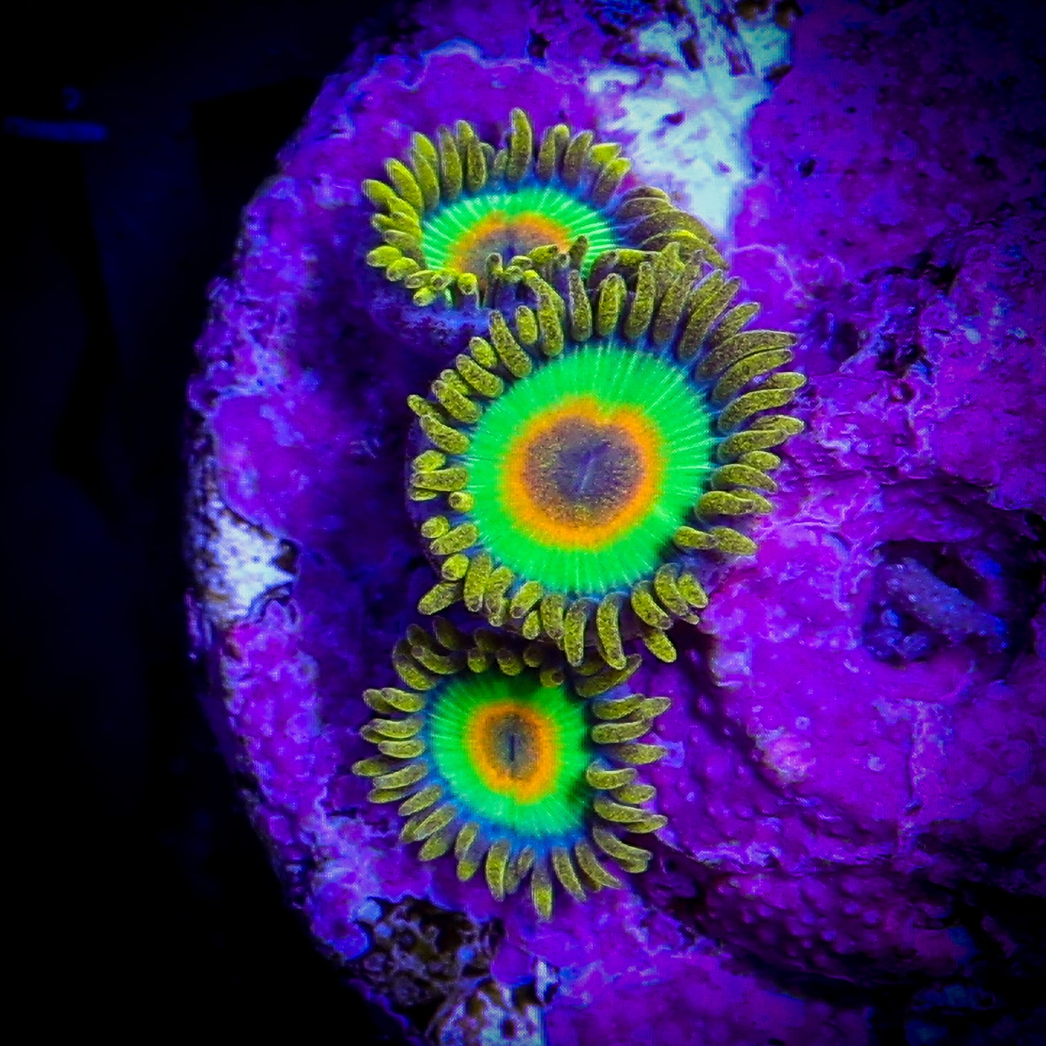 RASTA ZOA