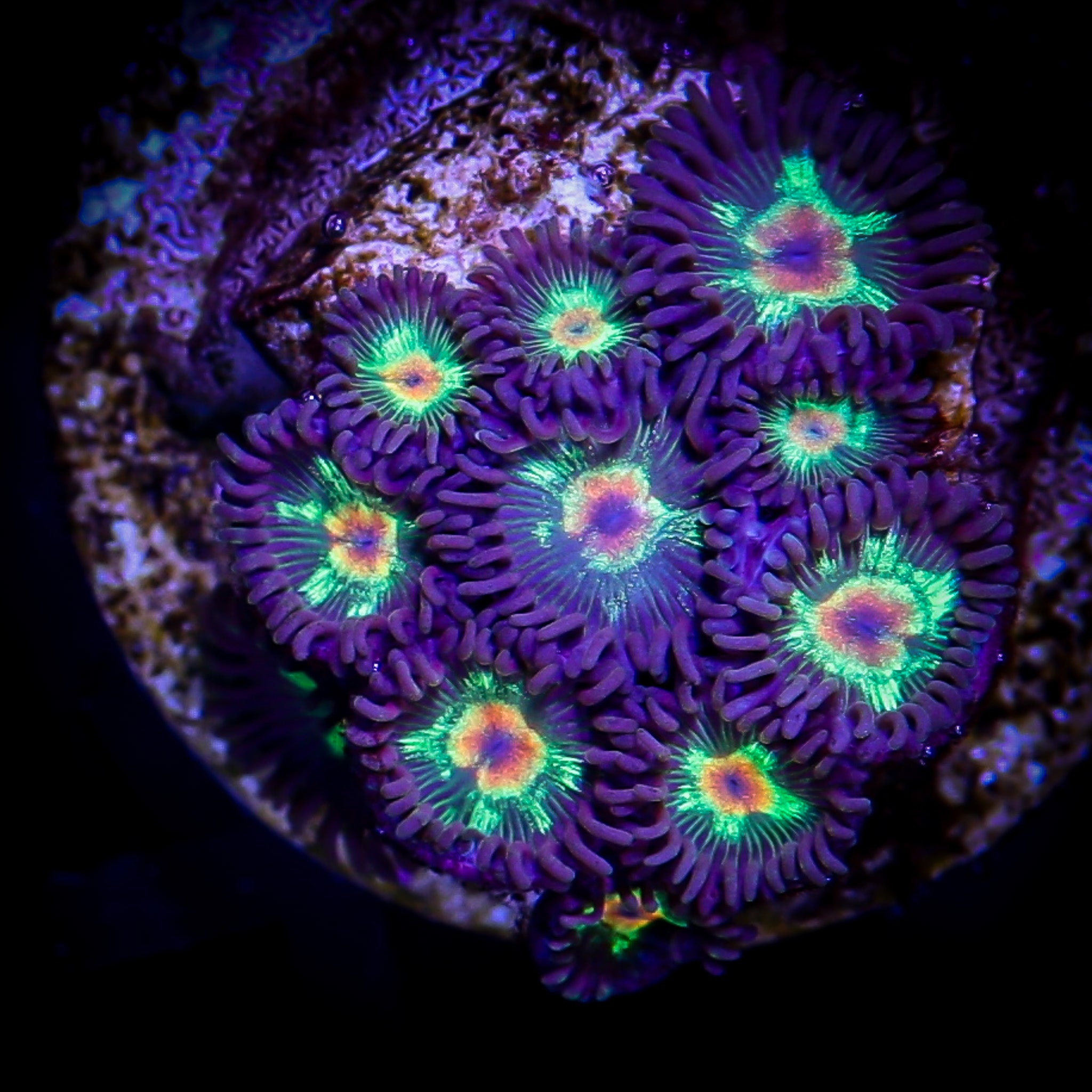 LITTLE STARS ZOA MINI COLONY