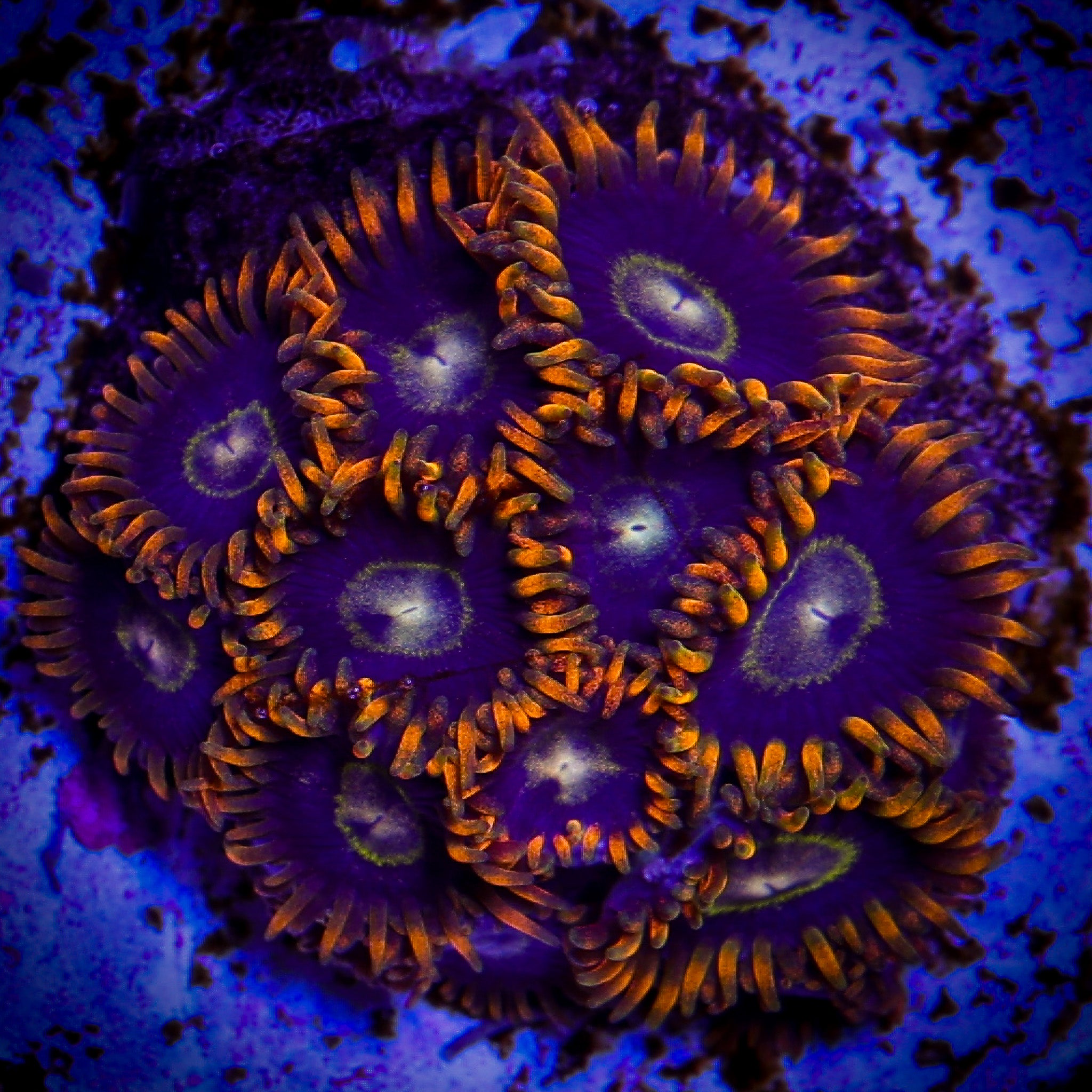 RAINBOW HORNET ZOA