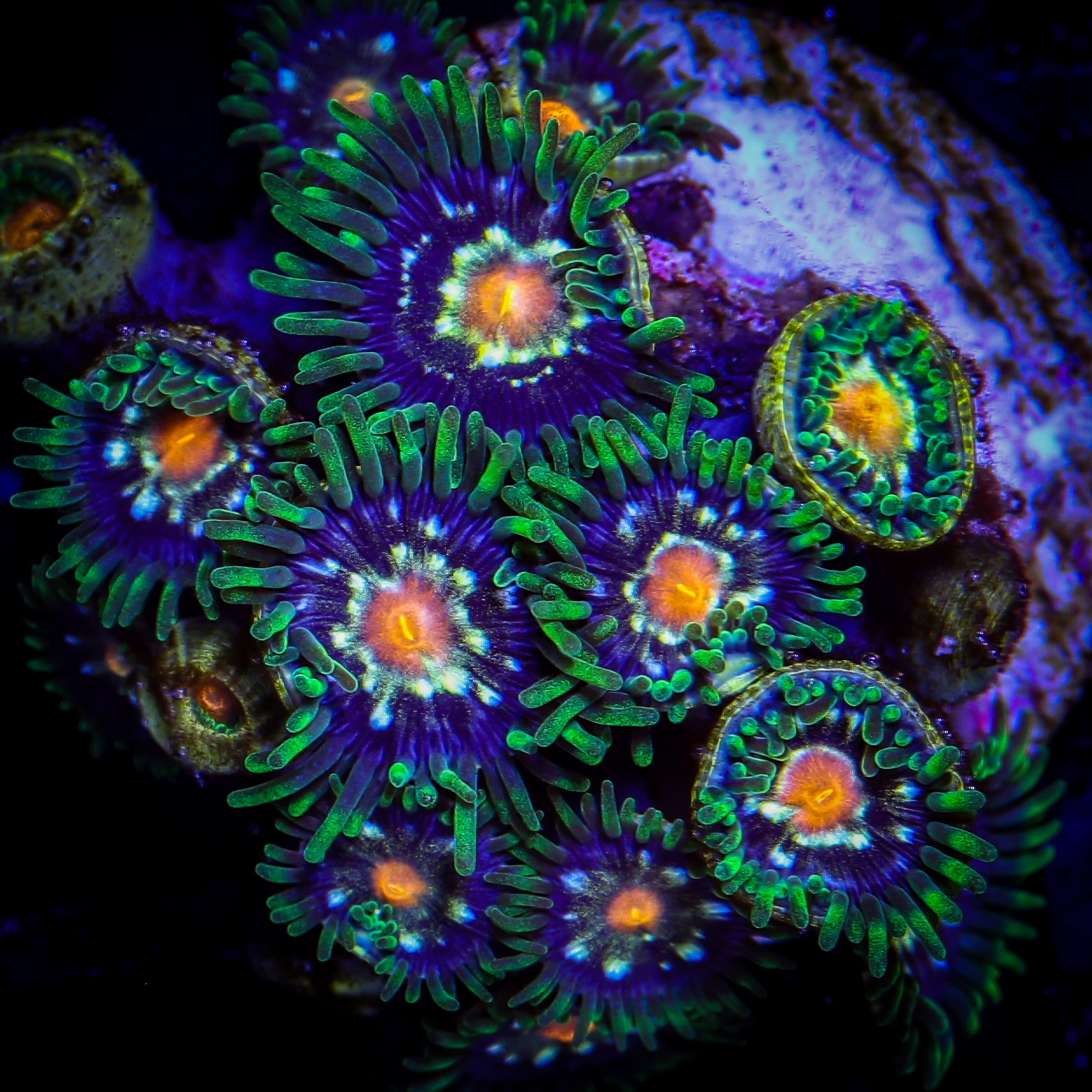 DAISY CUTTER ZOA