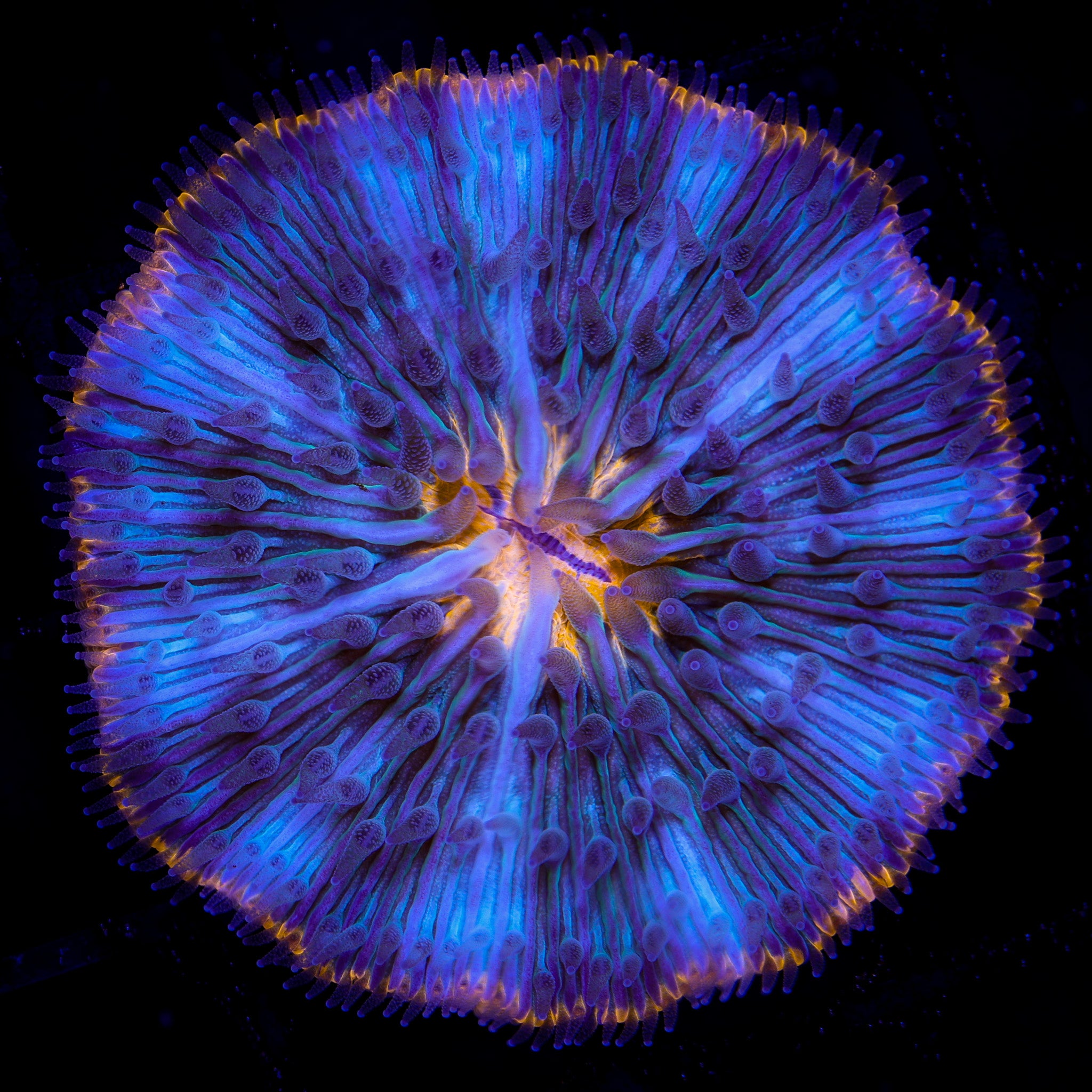 ULTRA VOLCANO TIGER FUNGIA