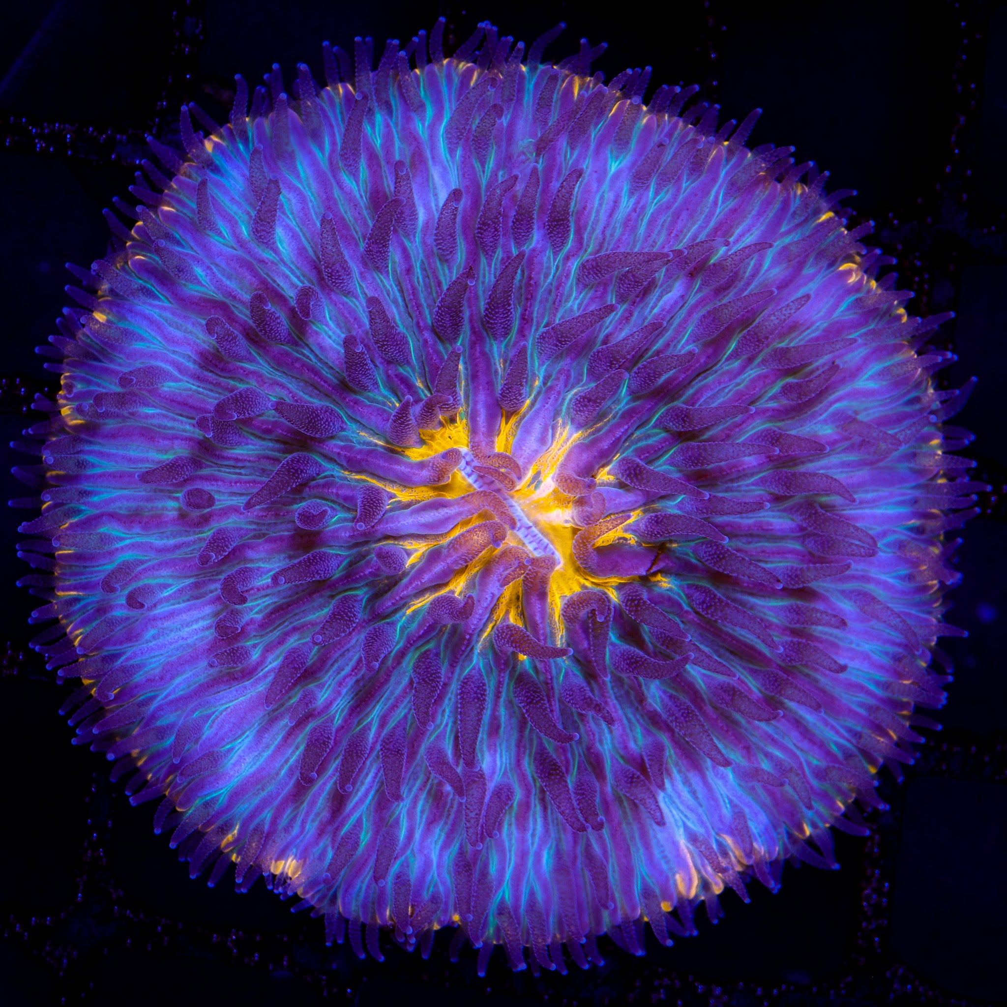 ULTRA VOLCANO FUNGIA