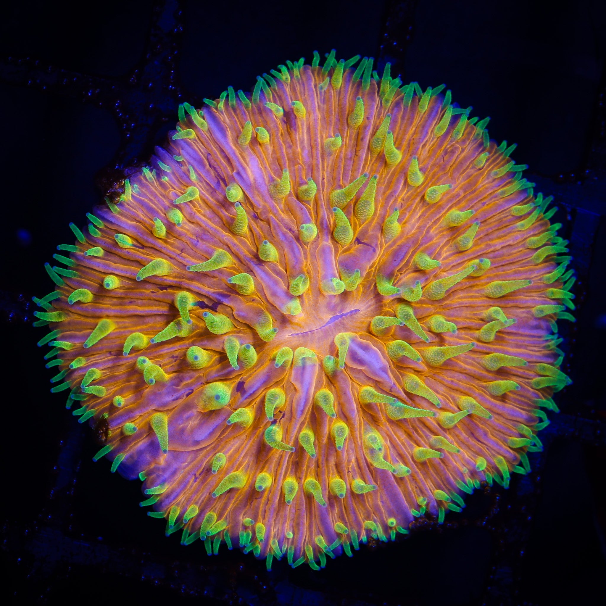 GREEN HALO ORANGE FUNGIA