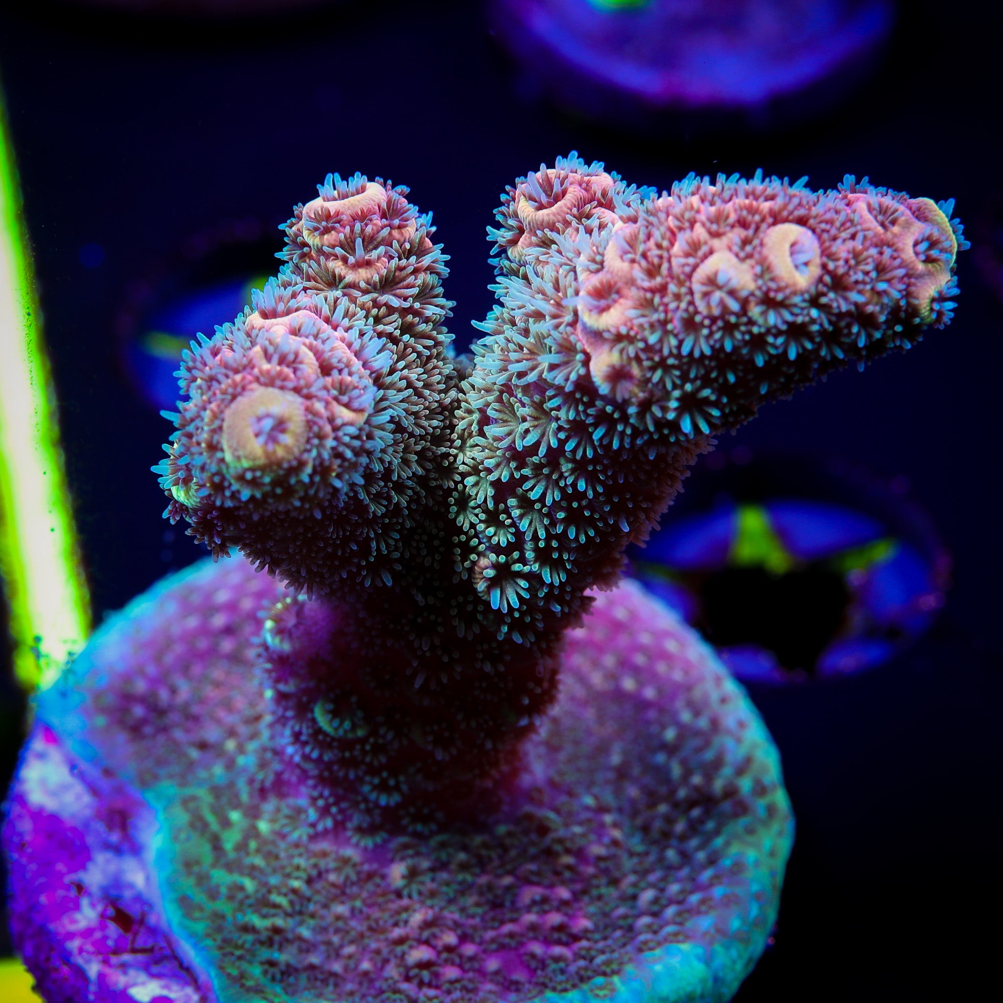 RAINBOW MILLEPORA