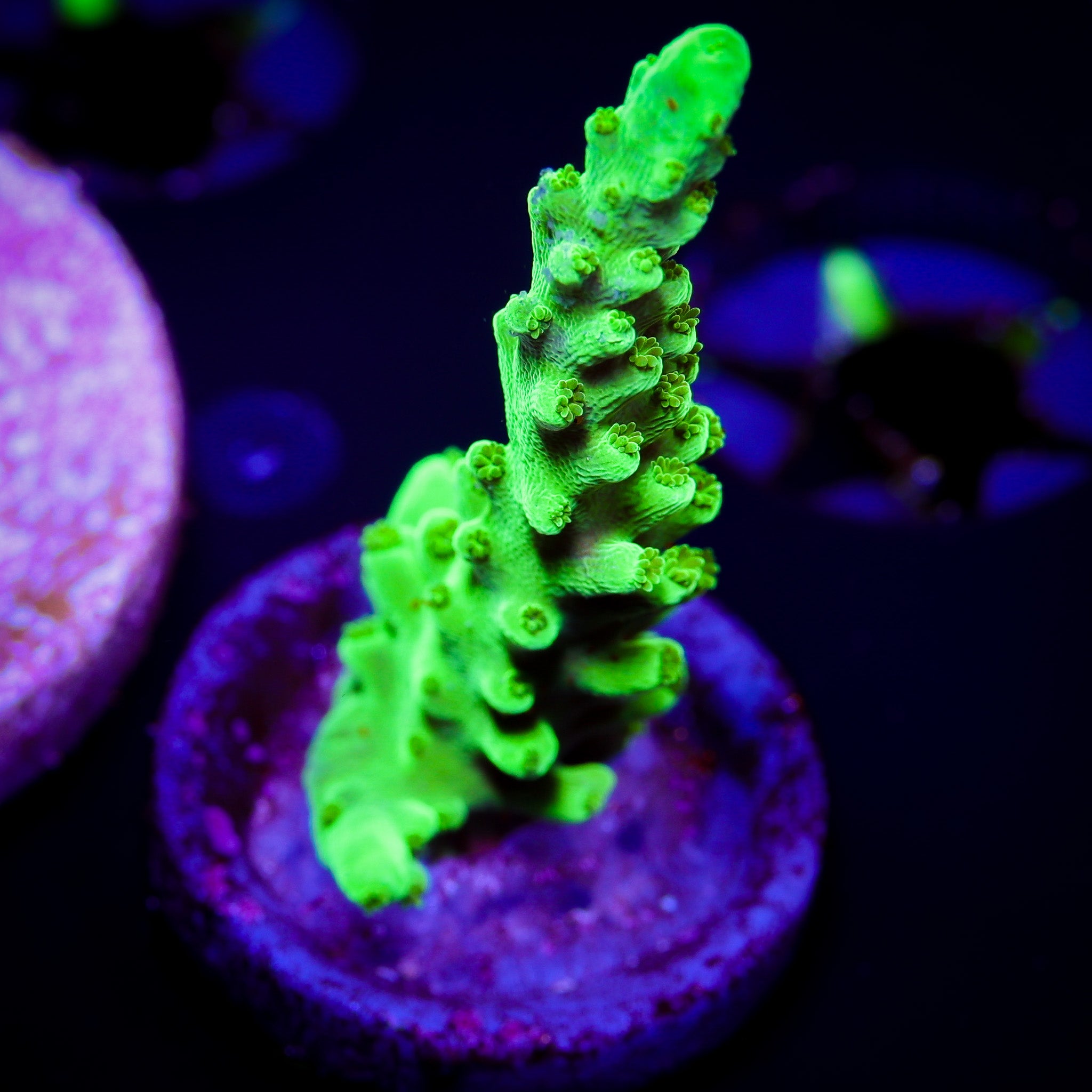 KERMIT THE FROG ACROPORA