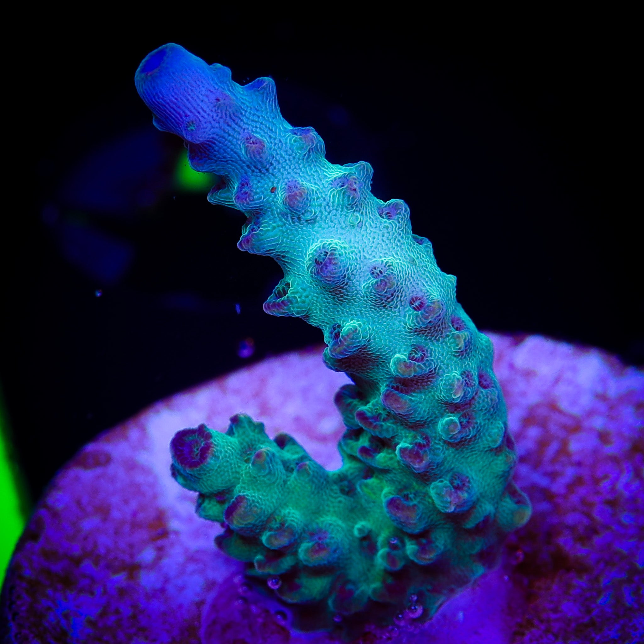 ORA PEARLBERRY ACROPORA