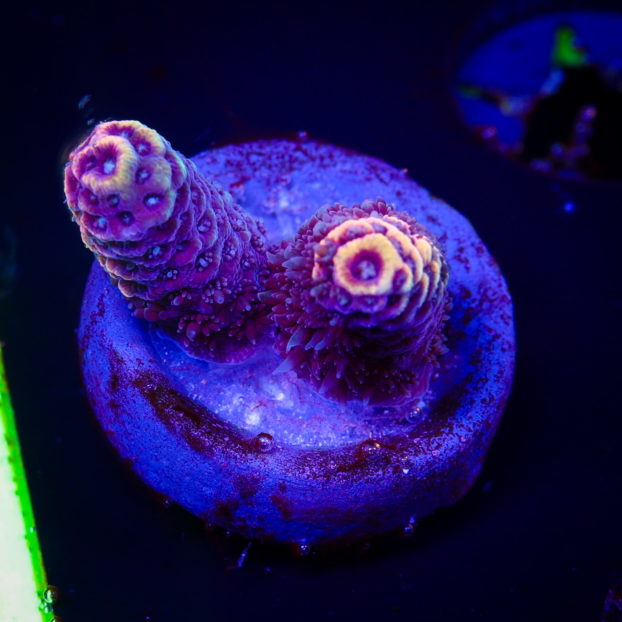 SOLAR FLARE MILLEPORA