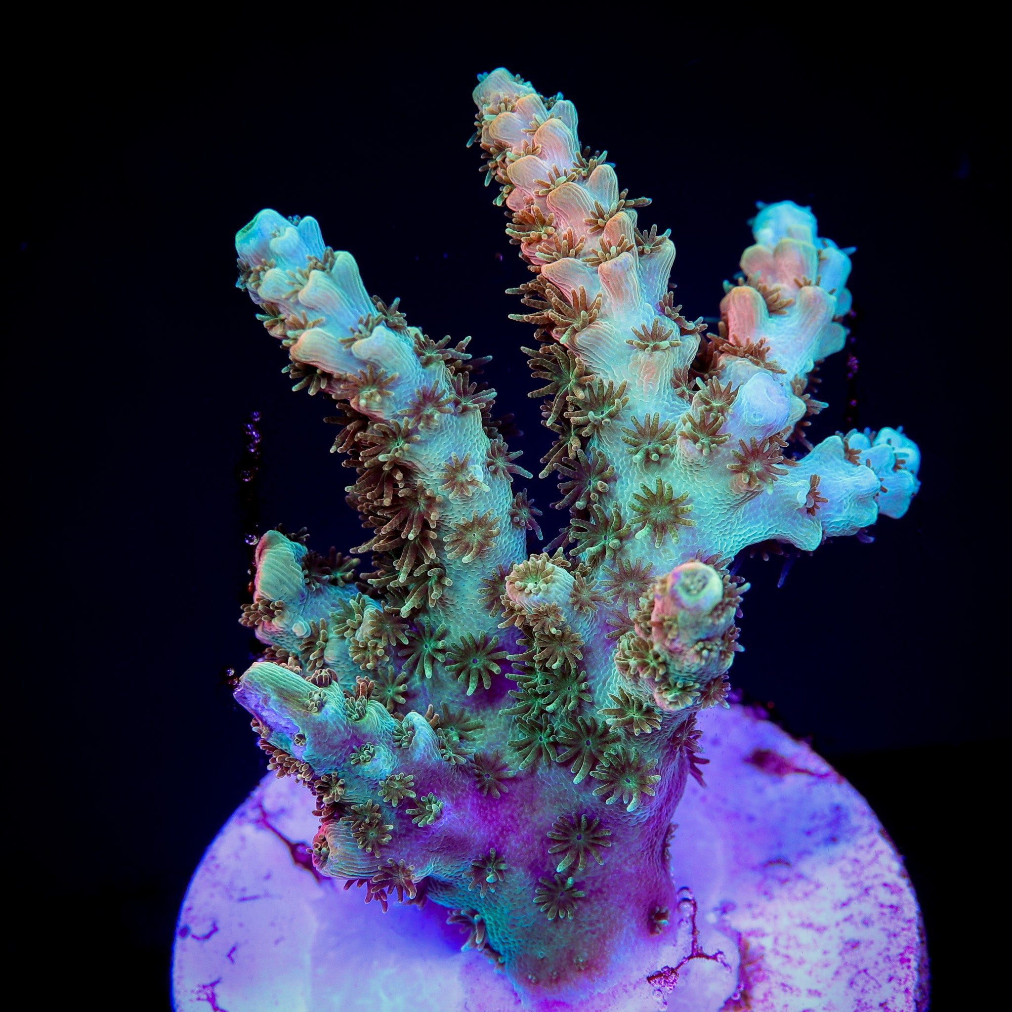 BILL MURRAY ACROPORA
