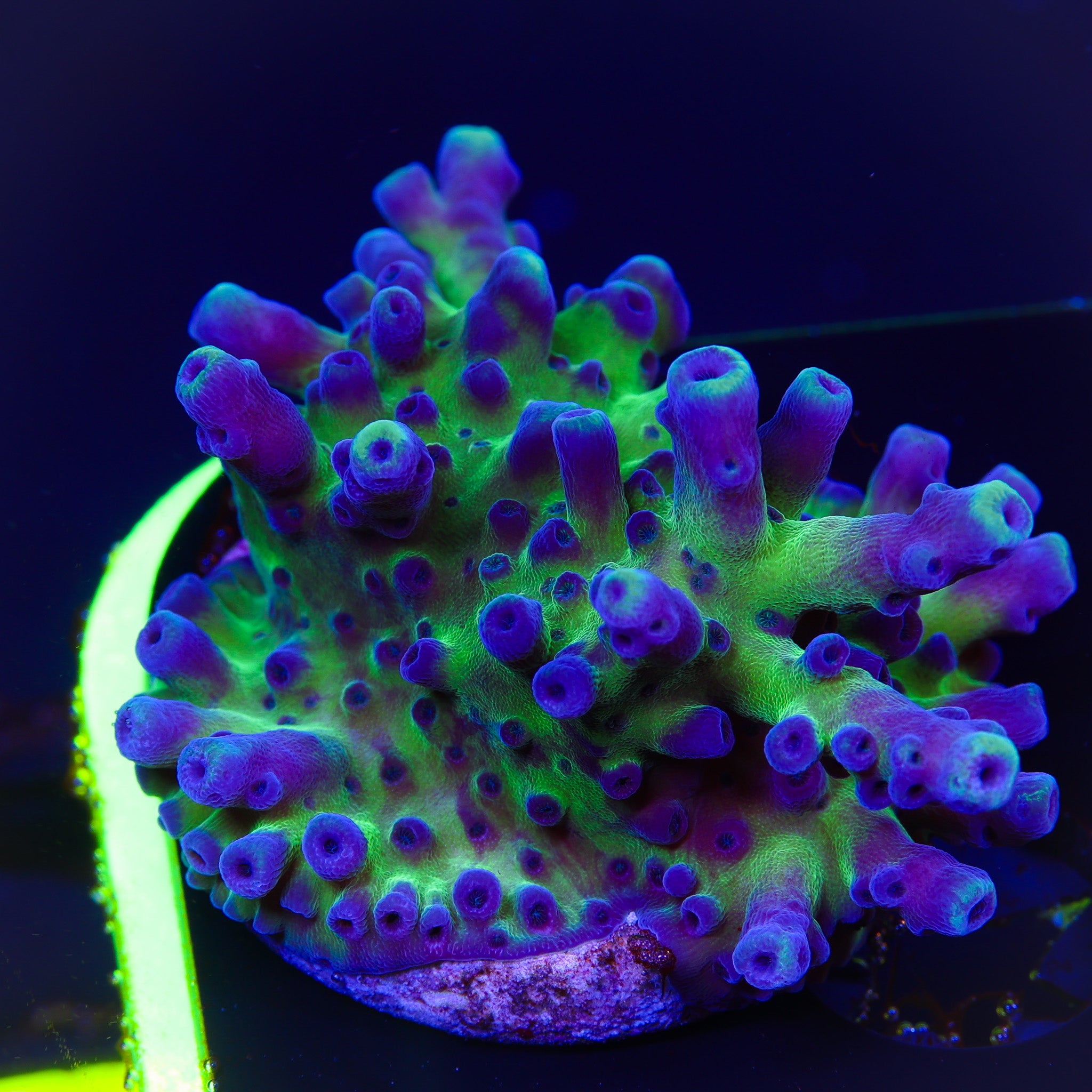 CALI TORT ACROPORA