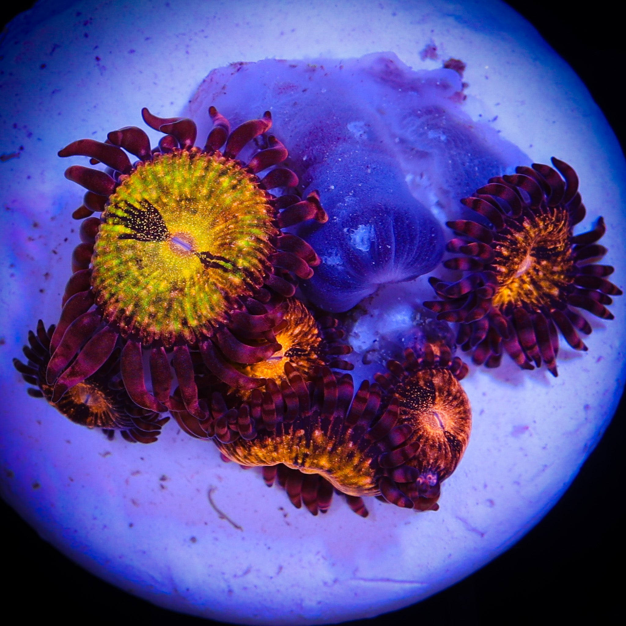 TRG RAINBOW PANDORA ZOA