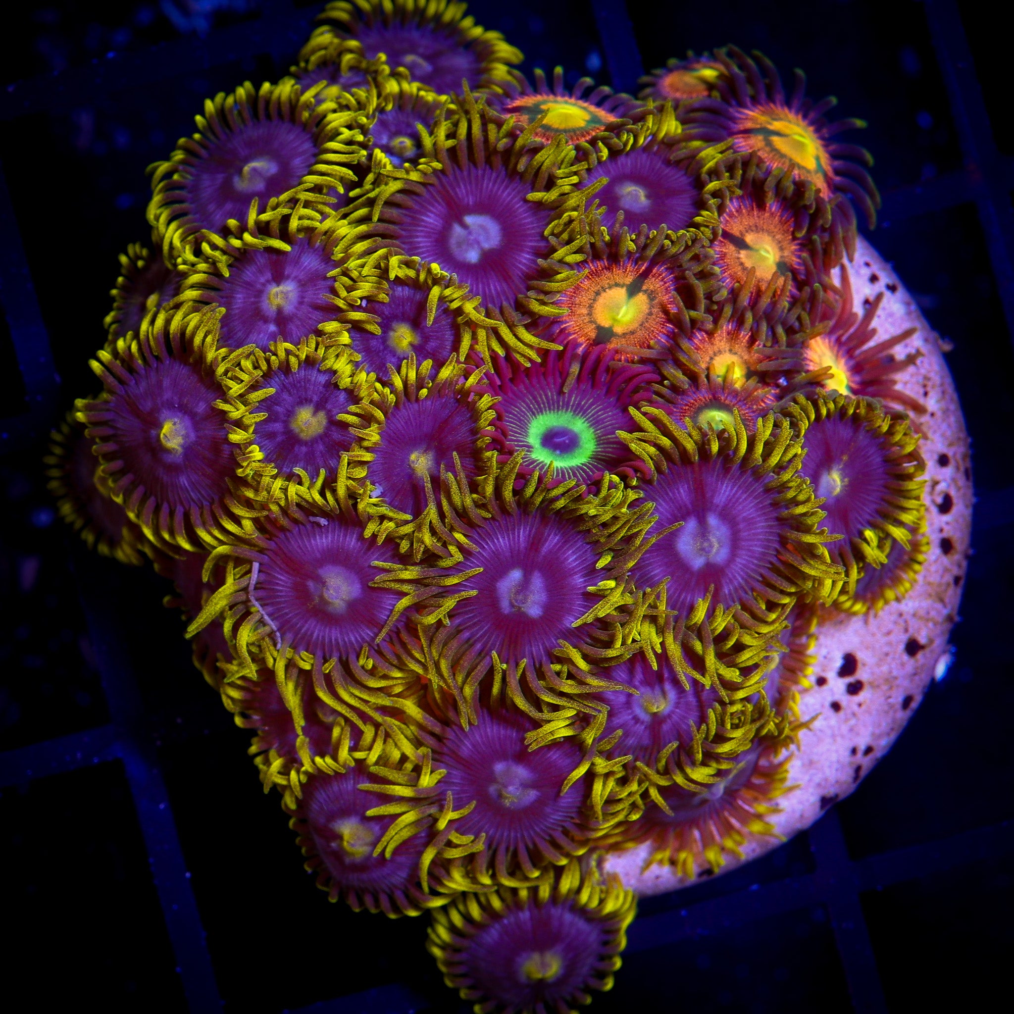 BLUEBERRY FIELDS/KRAKEN ZOA COMBO