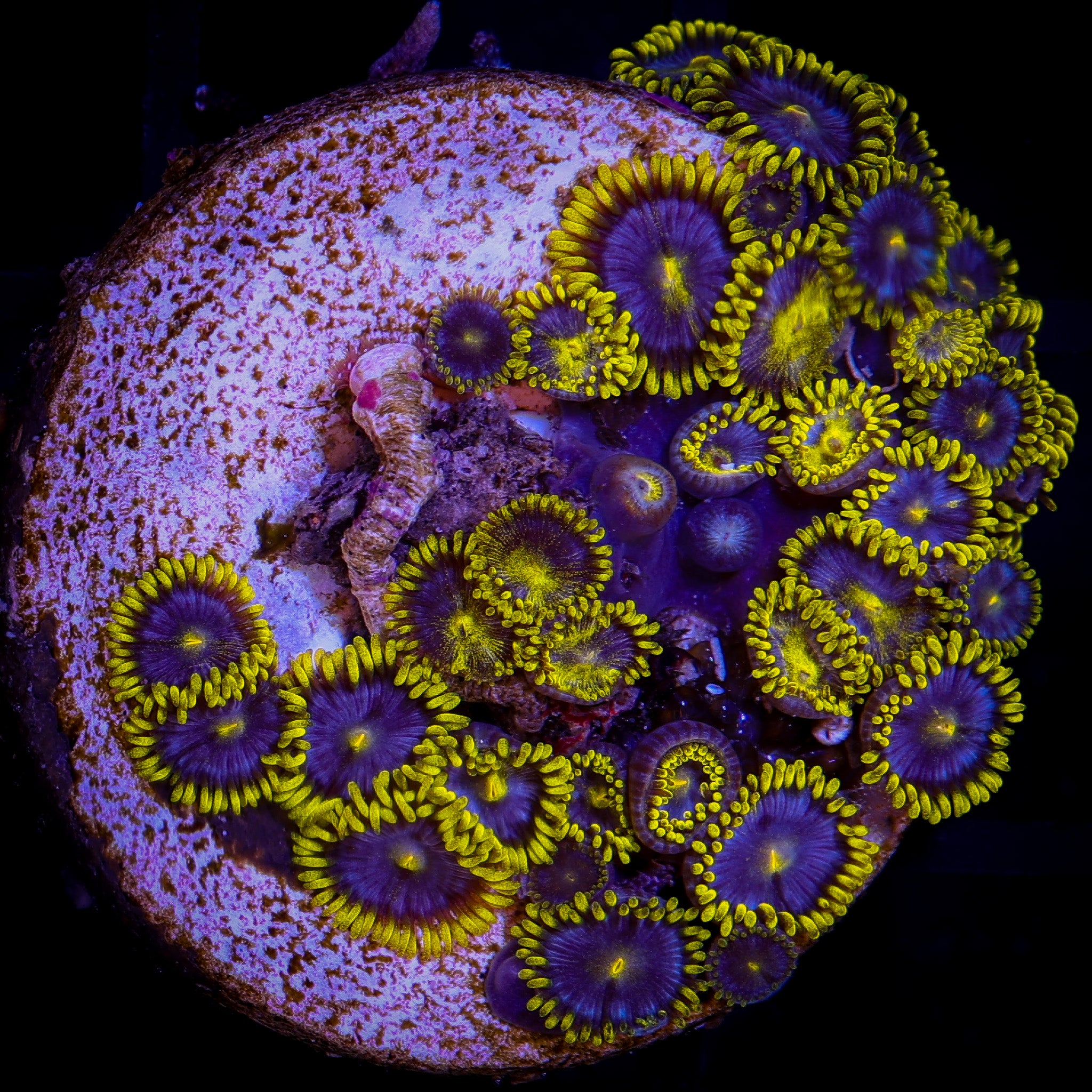 SMURFETTE ZOA MINI COLONY