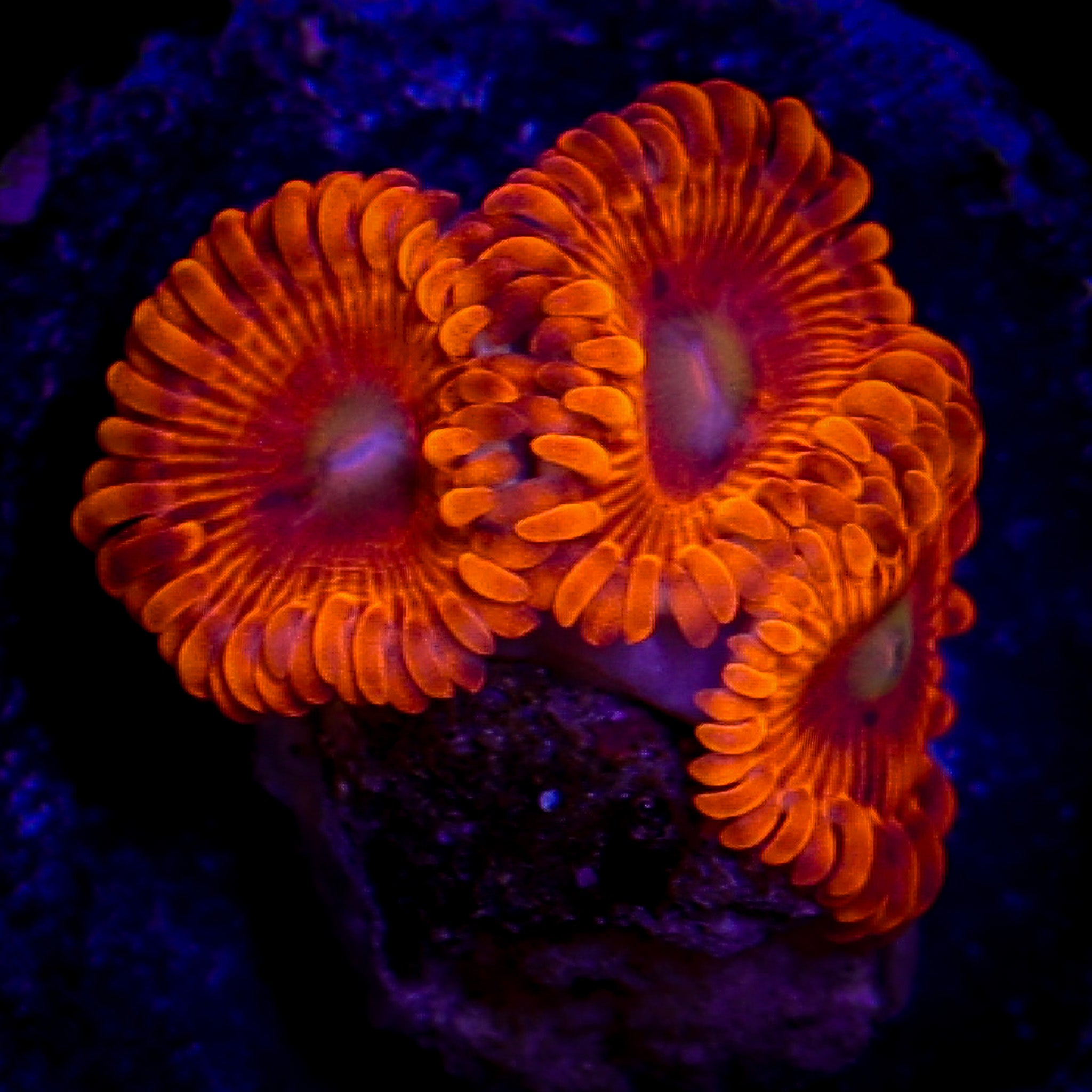 FRUITY PEBBLES ZOA