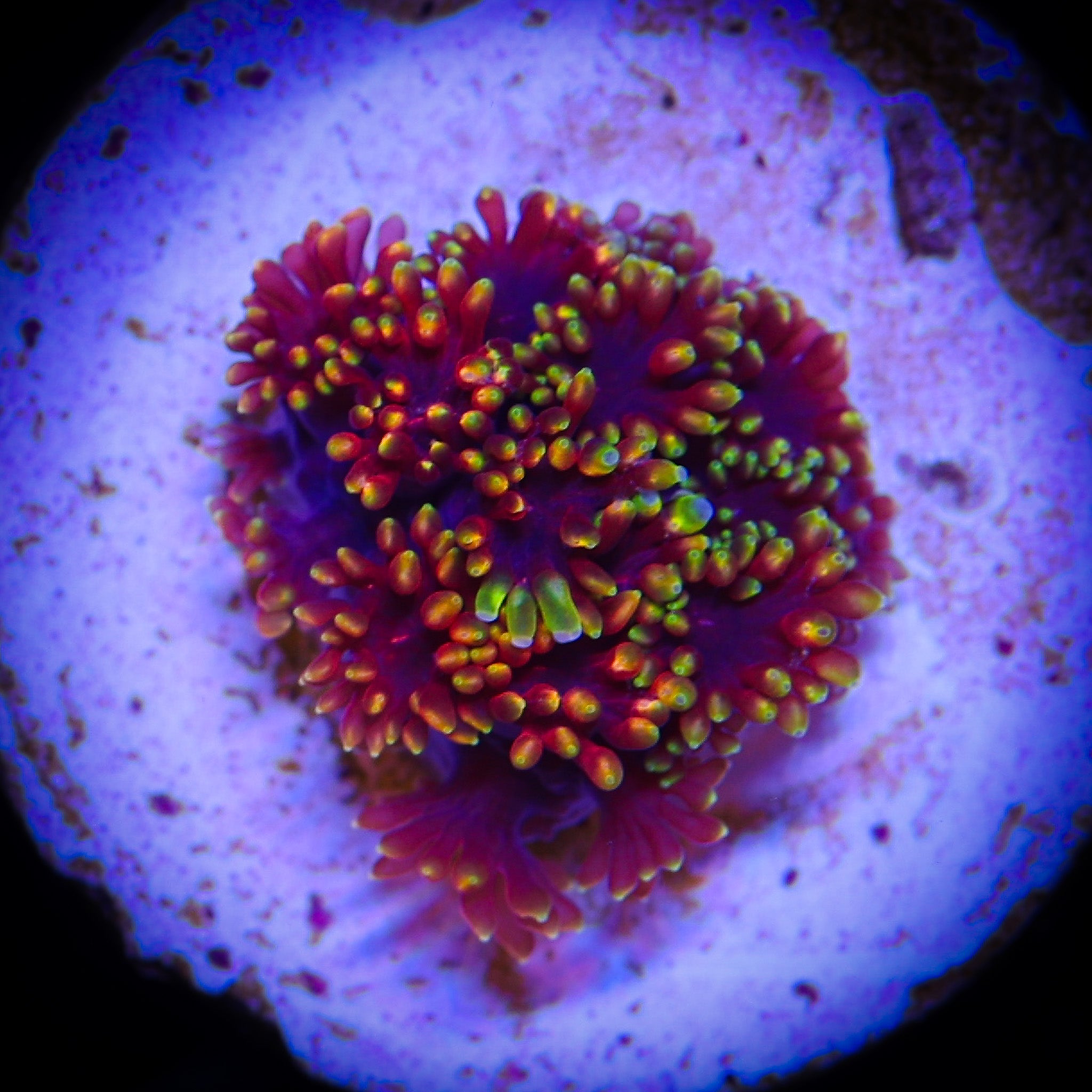 ABE'S RAINBOW BERNARDPORA