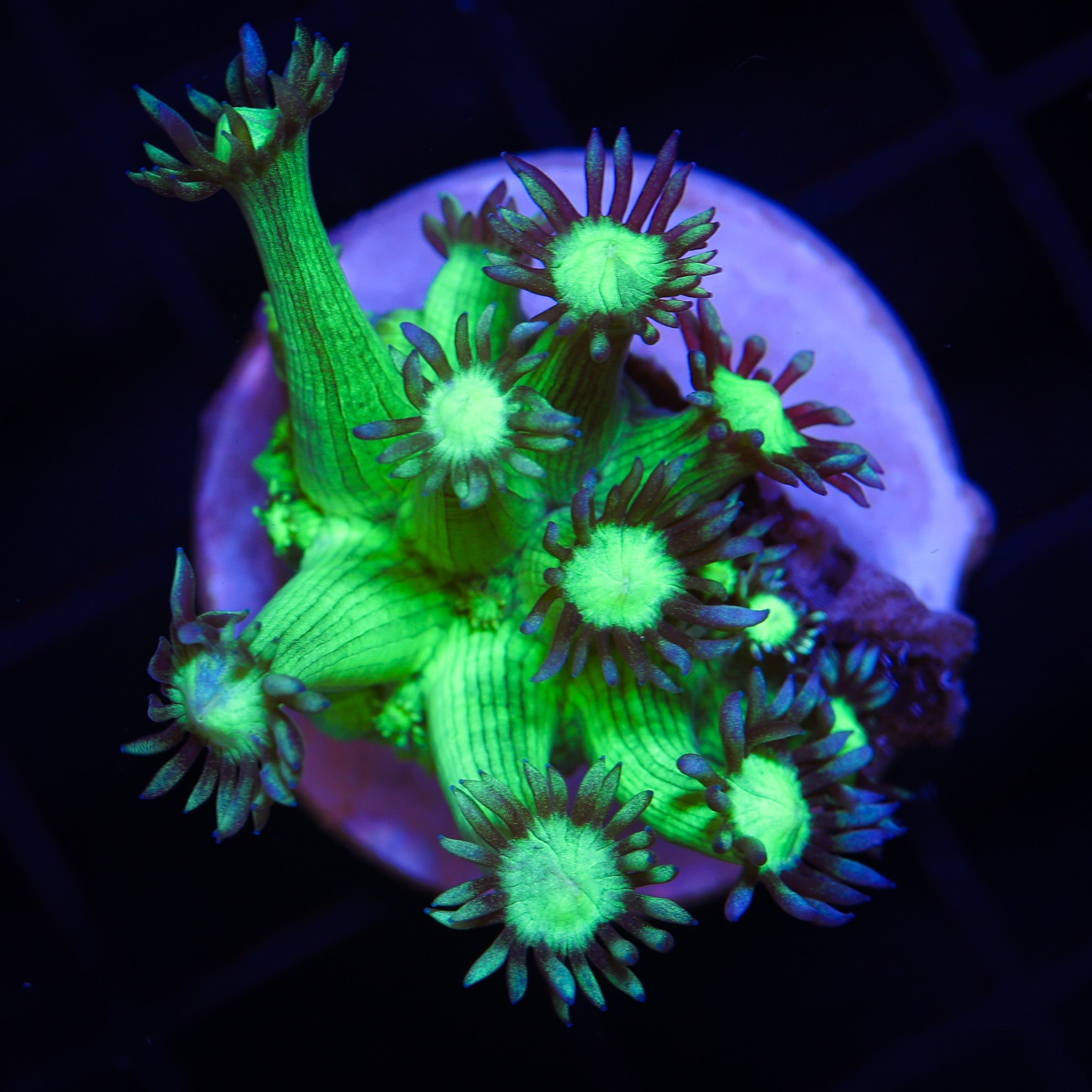 NAKED GLITTER BOMB GONIOPORA