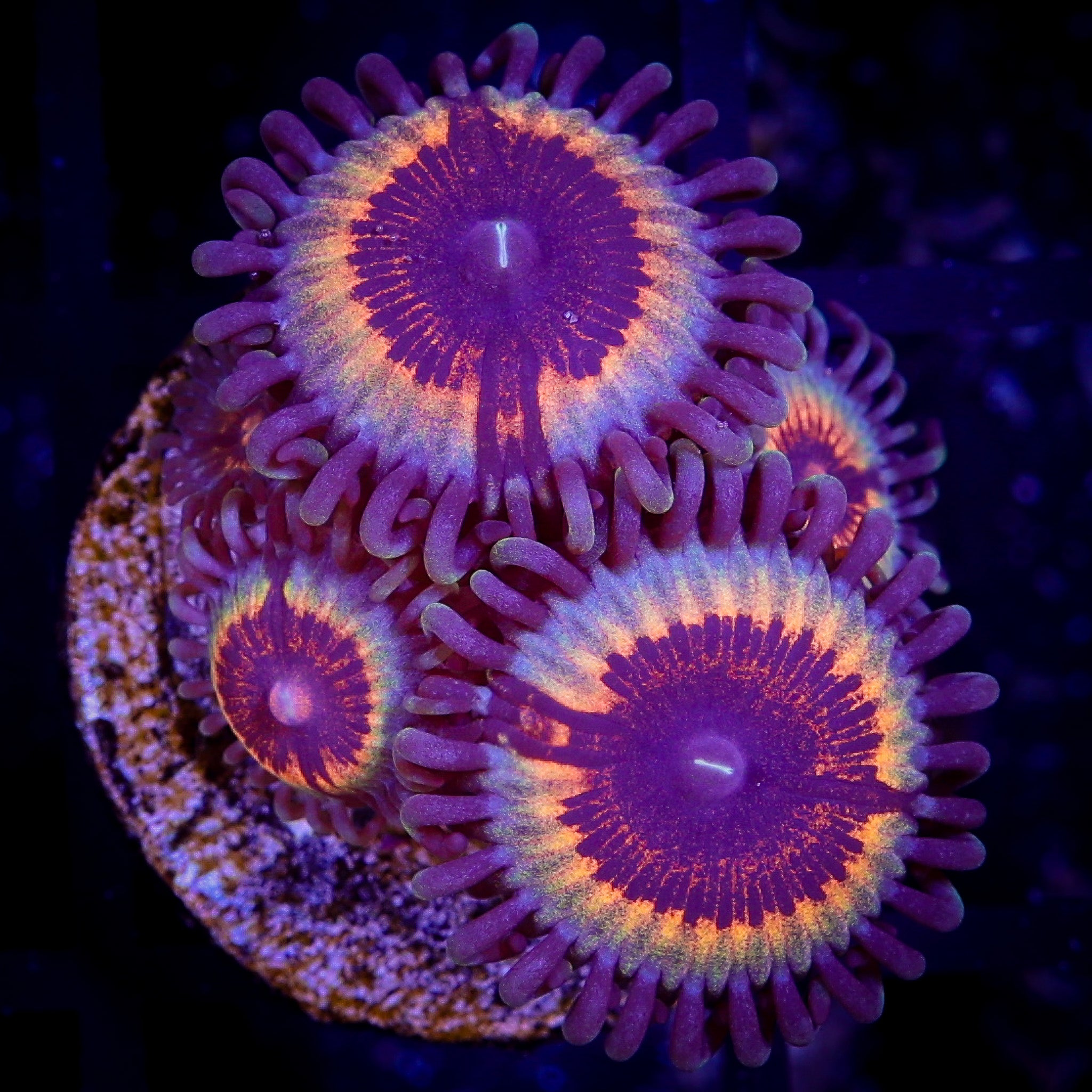 SONIC FLARE ZOA
