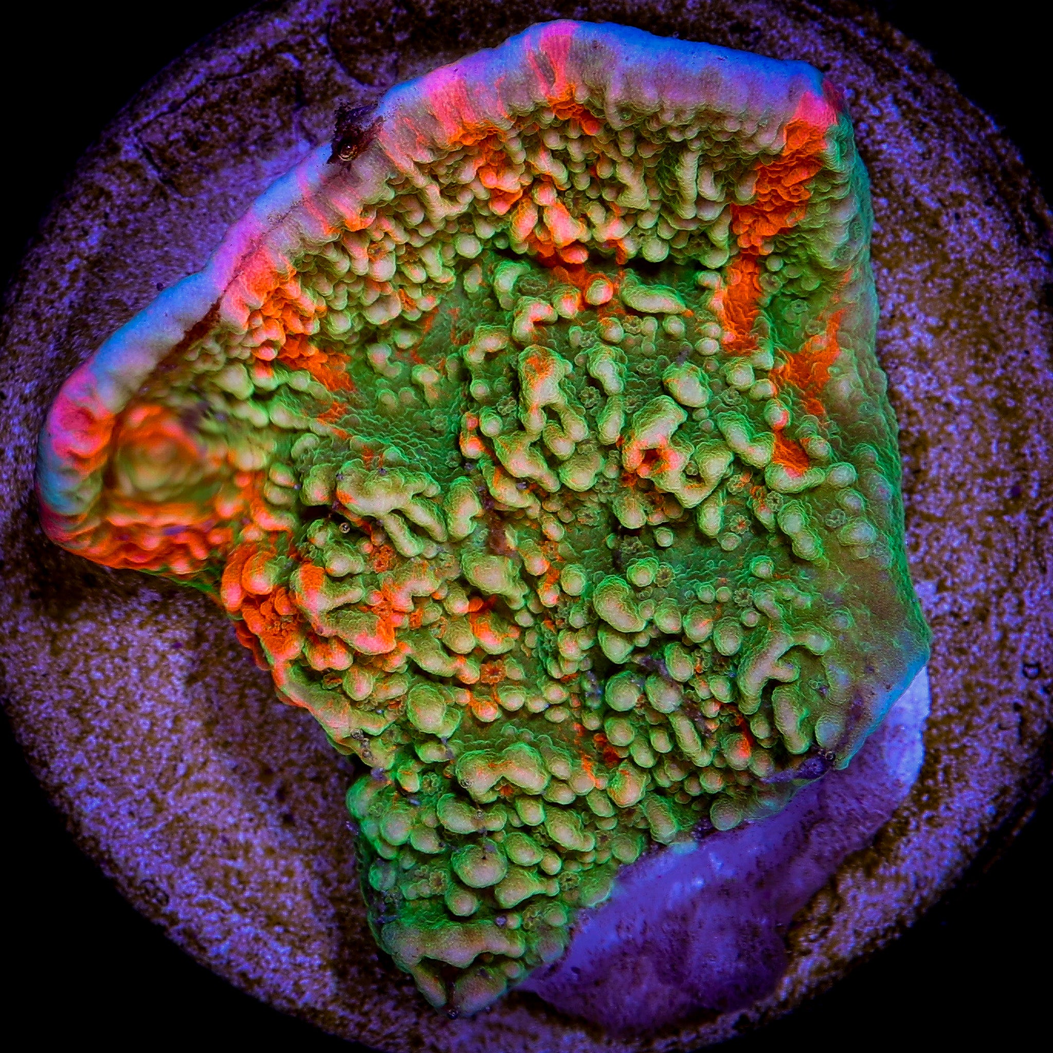 WWC GRAFTED MONTIPORA CAP