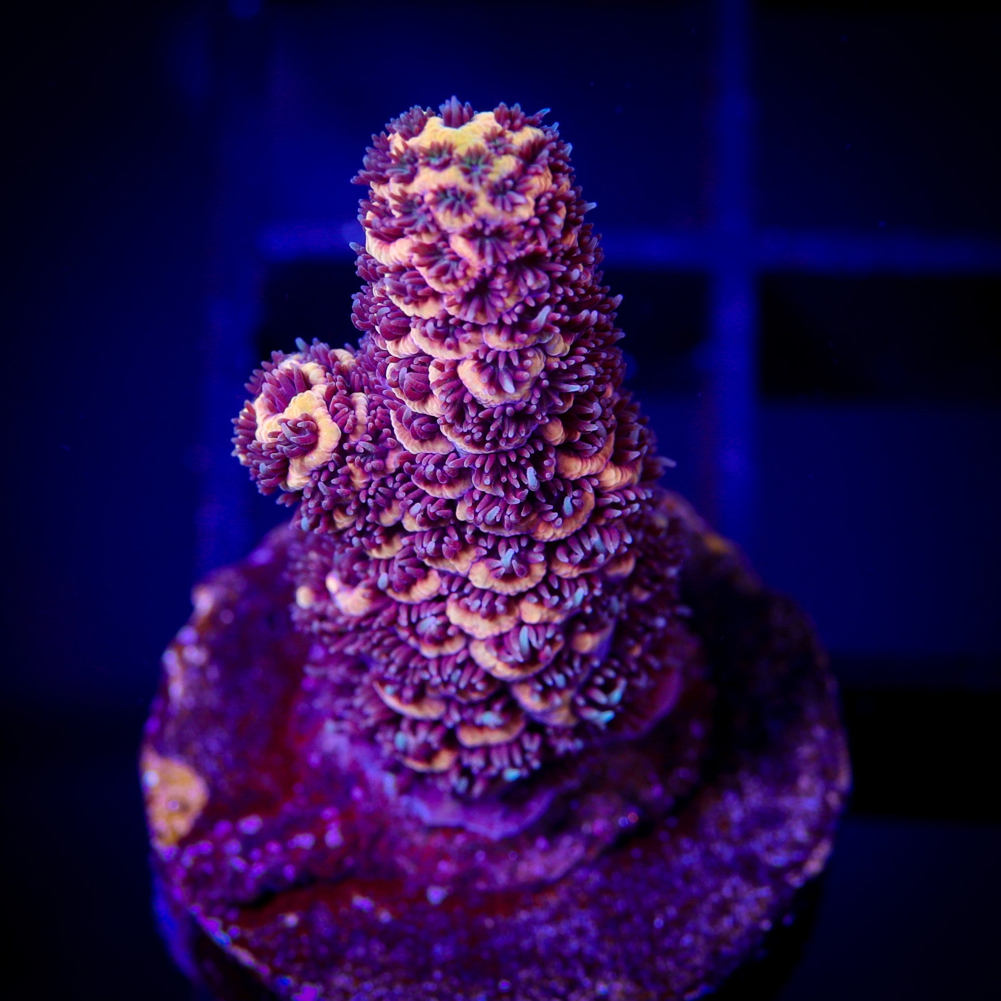 SOLAR FLARE MILLEPORA