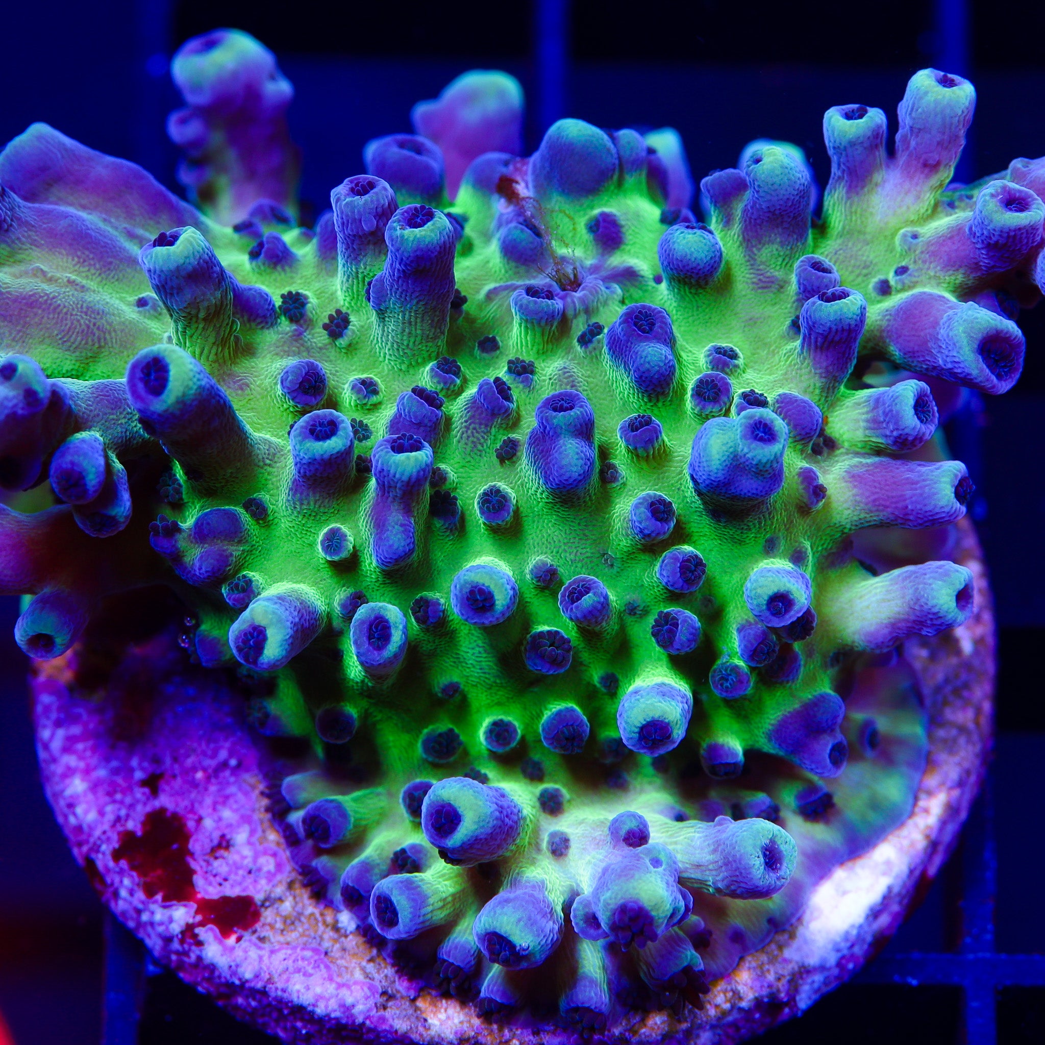 CALI TORT ACROPORA