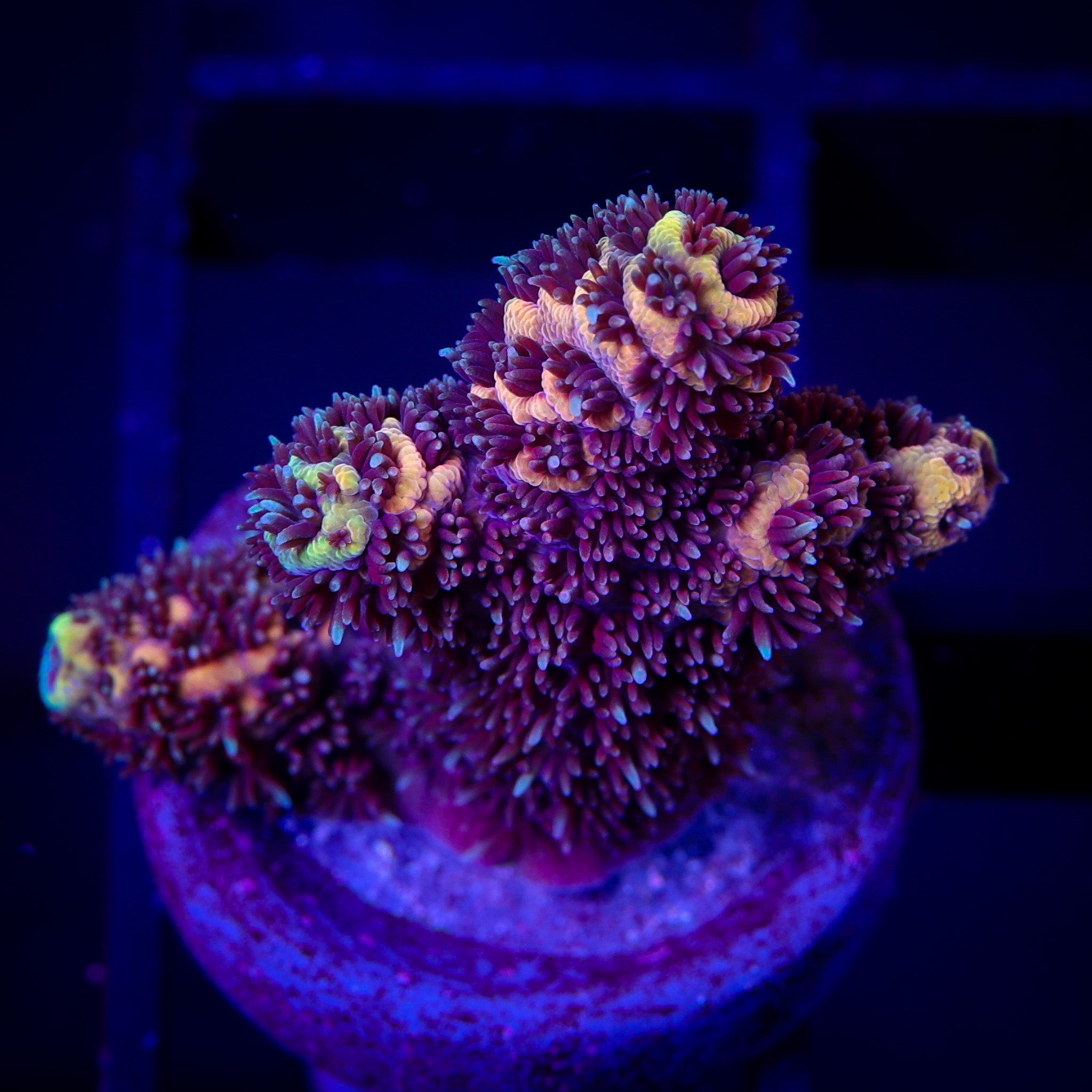 SOLAR FLARE MILLEPORA