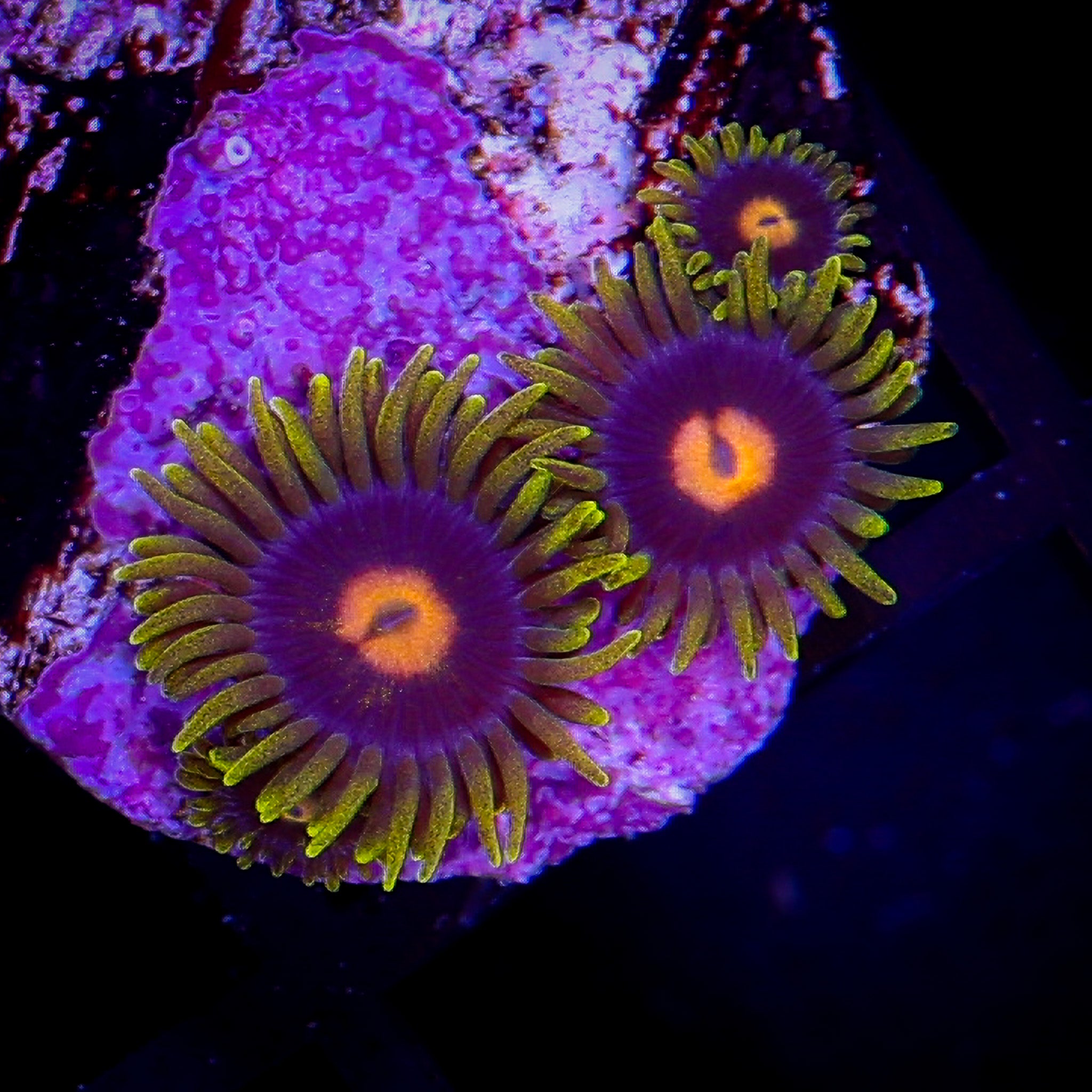 MANGO ZOA
