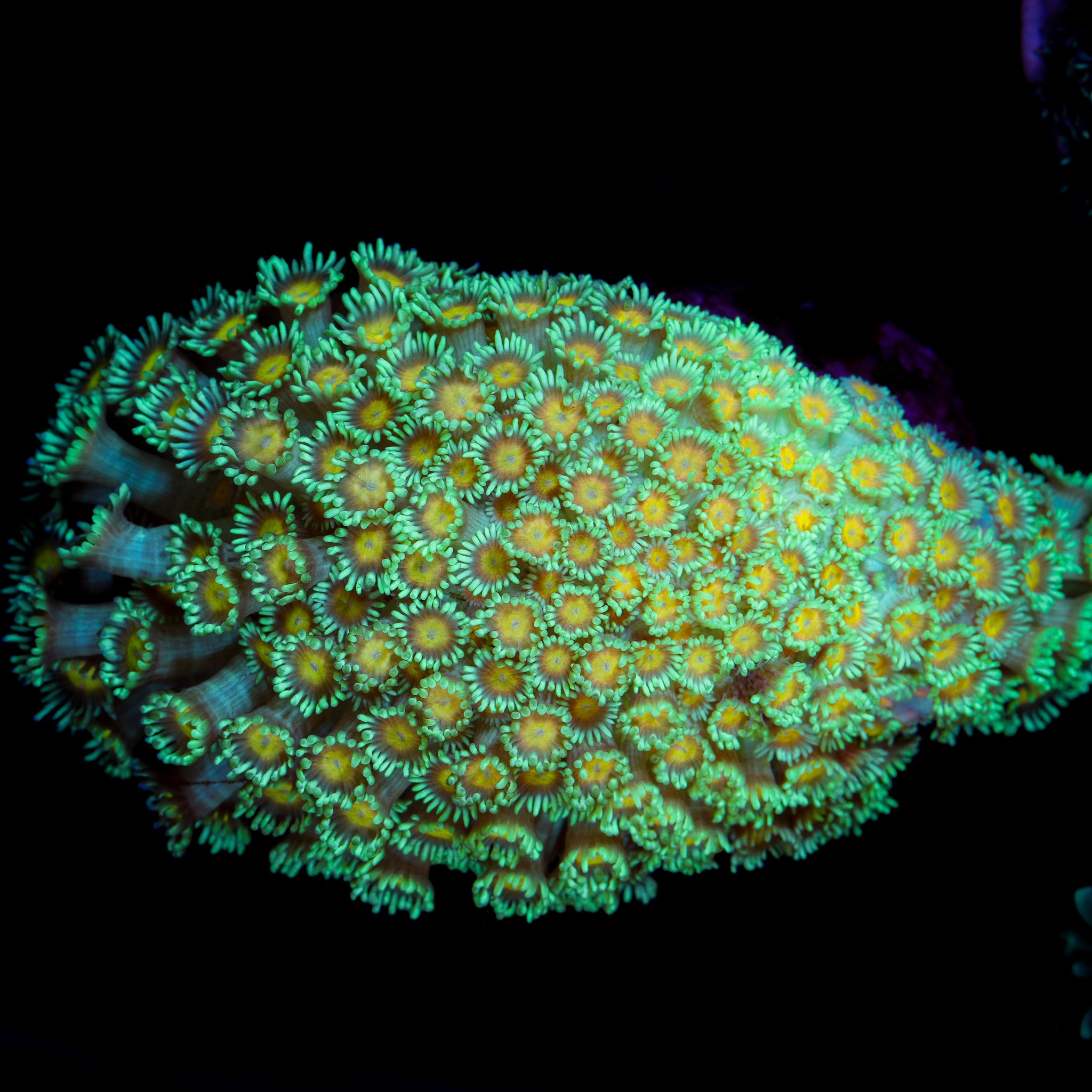 SUNNY CENTER GONIOPORA COLONY