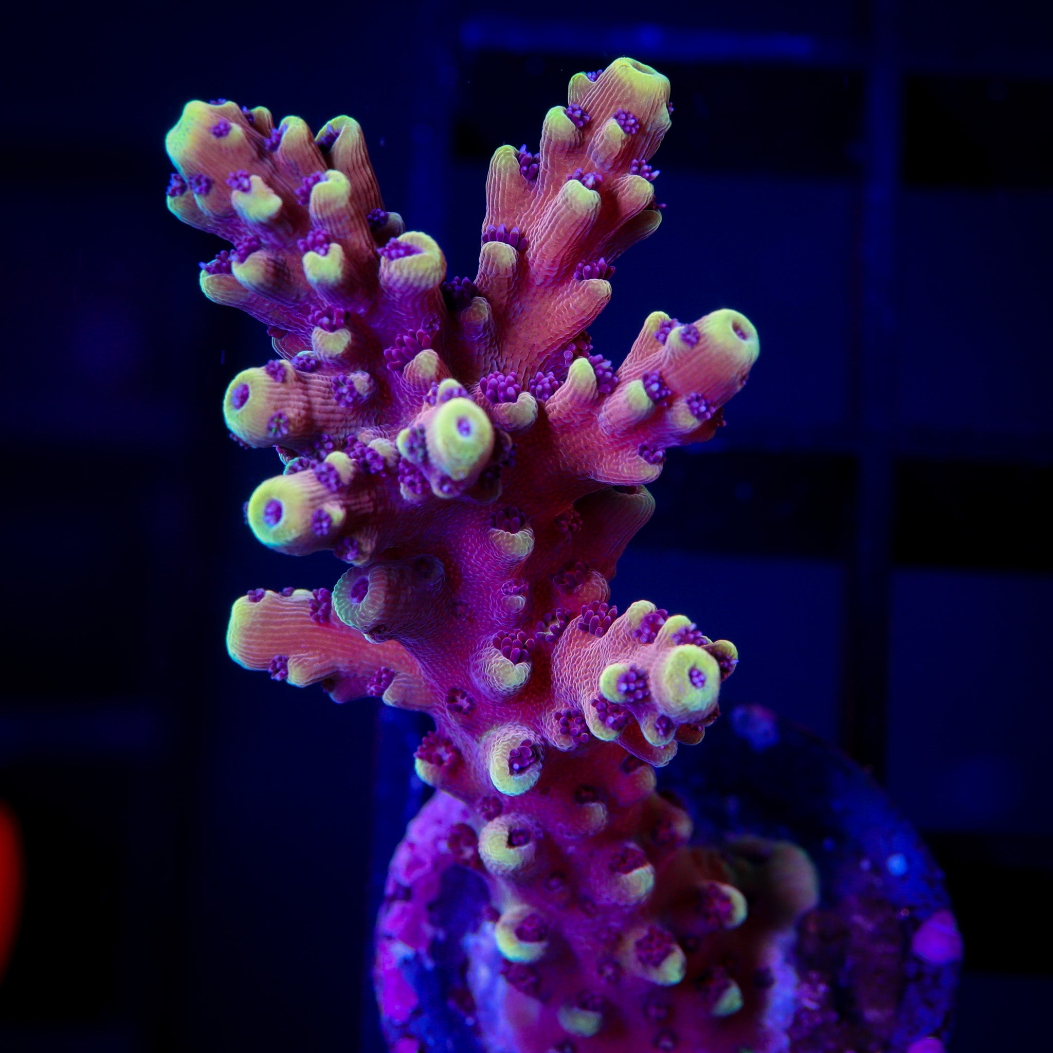 RED CADILLAC ACROPORA