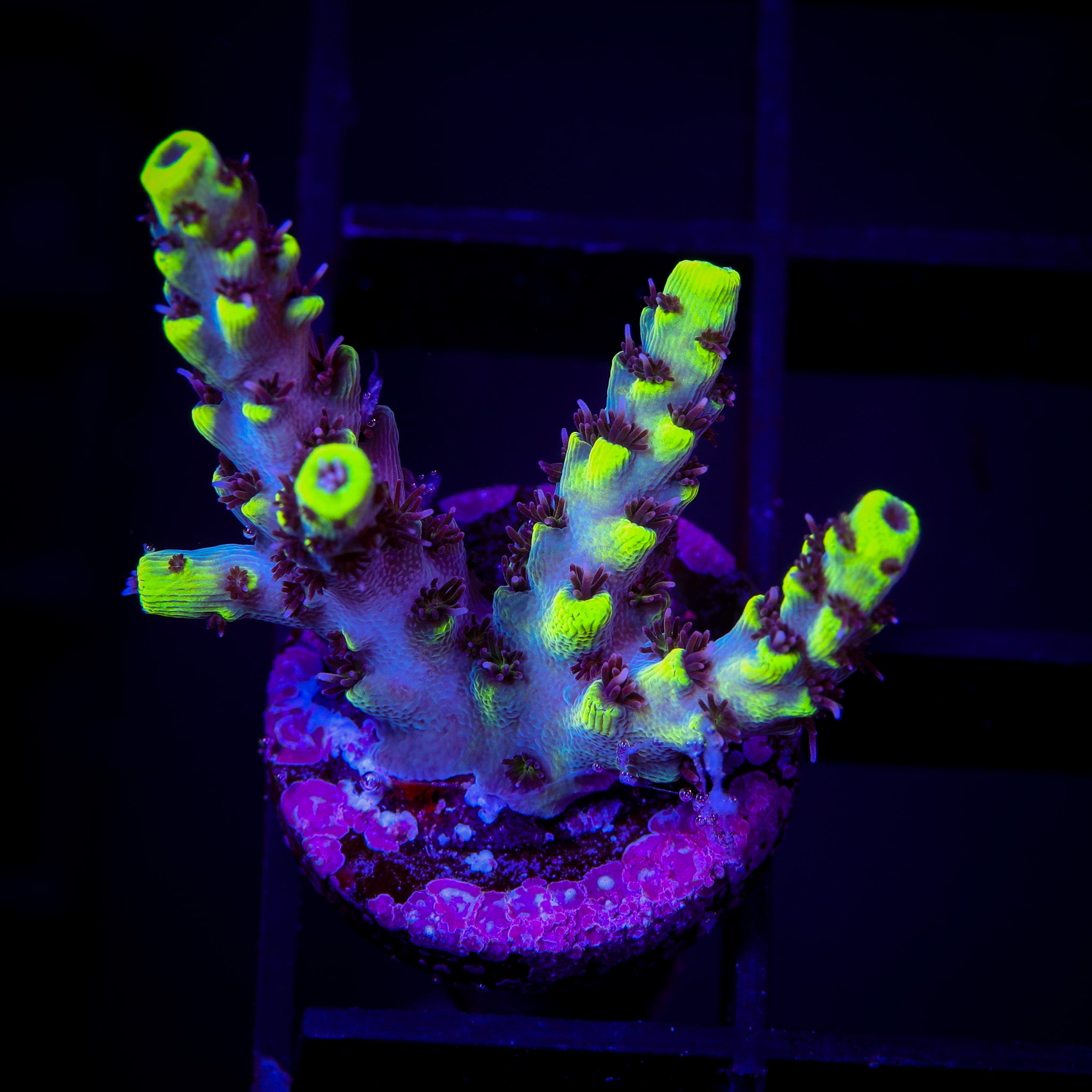 TRG HERBIE ACROPORA