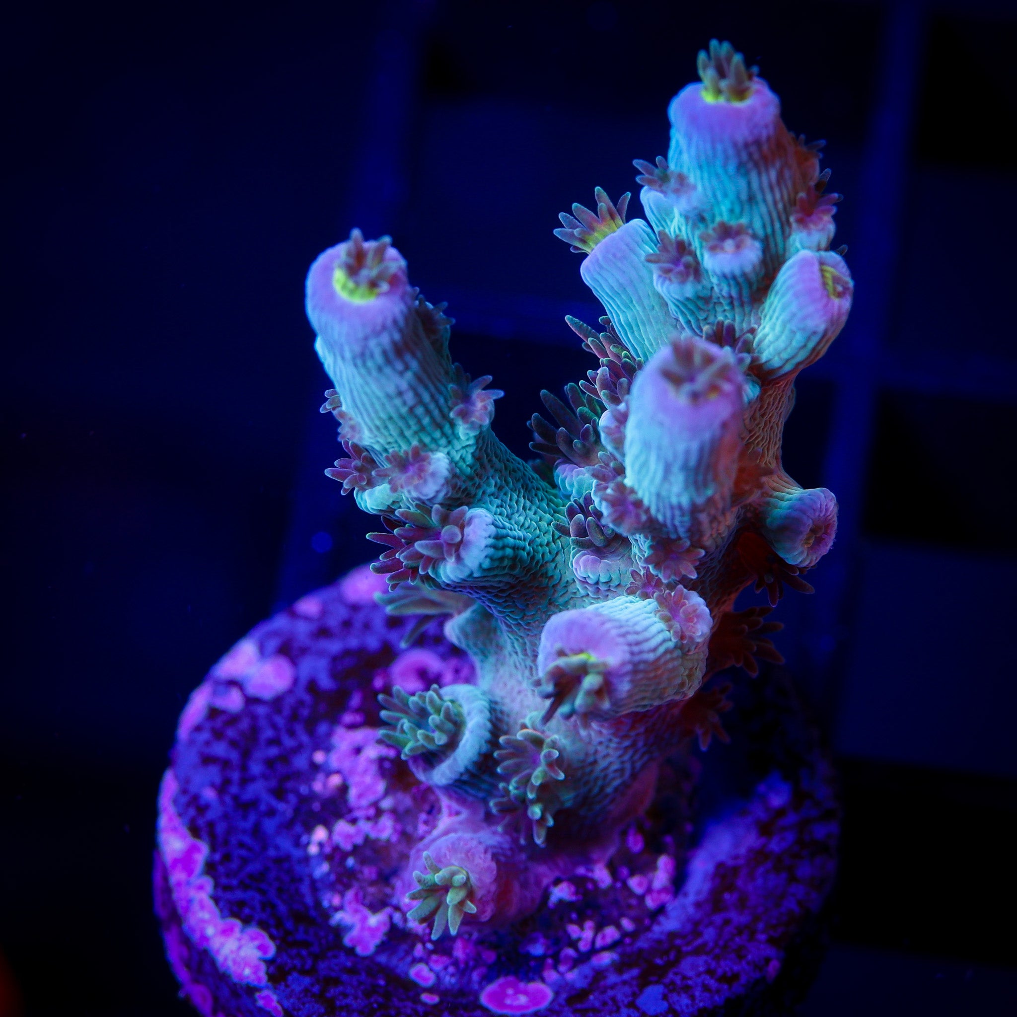 JF BLOWTORCH ACROPORA
