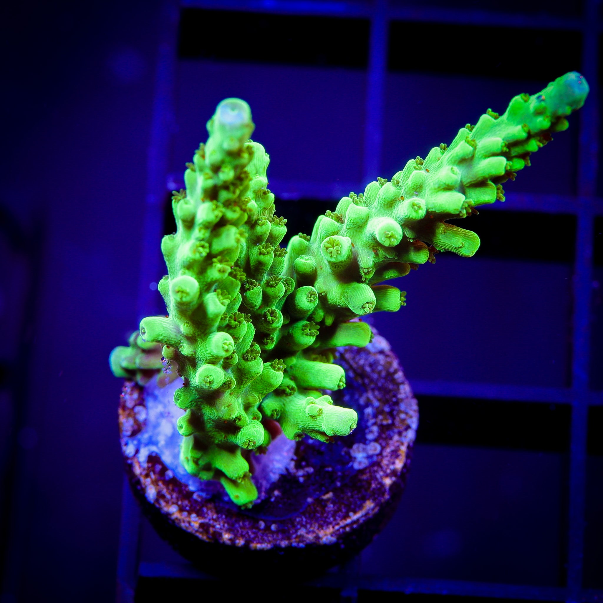 KERMIT THE FROG ACROPORA