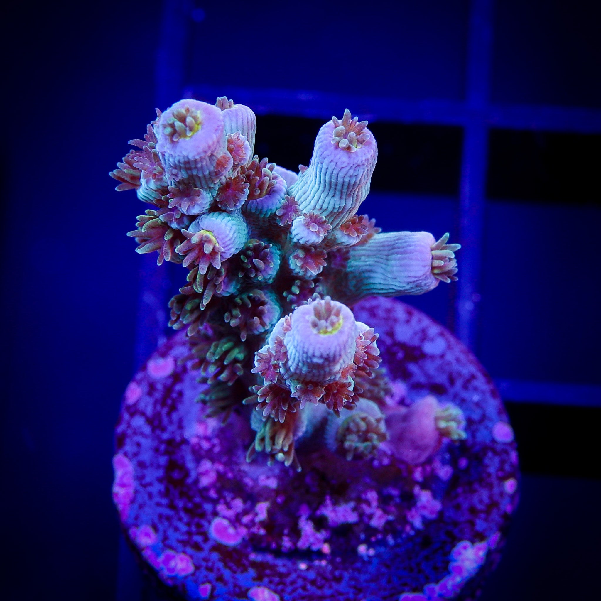 JF BLOWTORCH ACROPORA