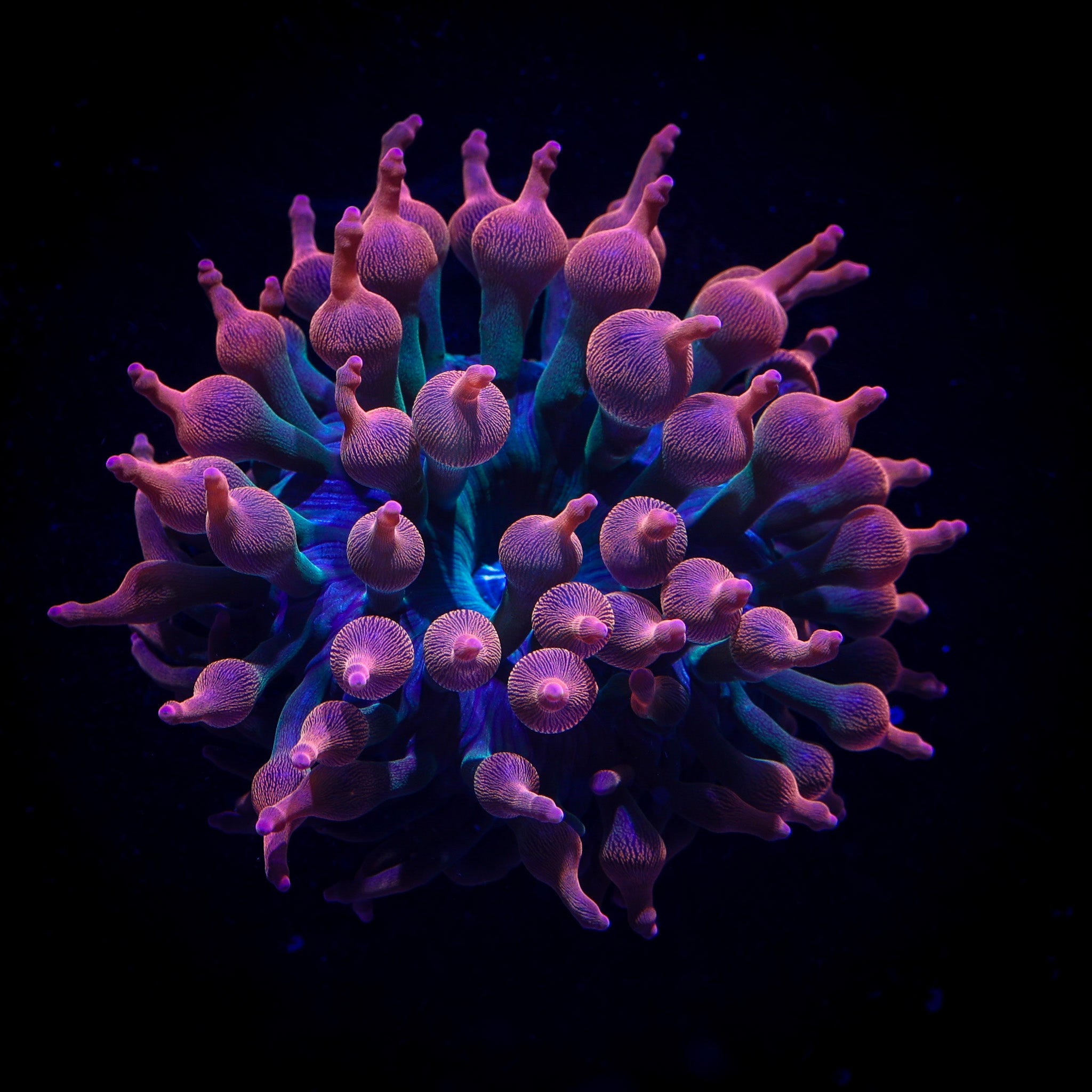 RAINBOW BUBBLE TIP ANENOME