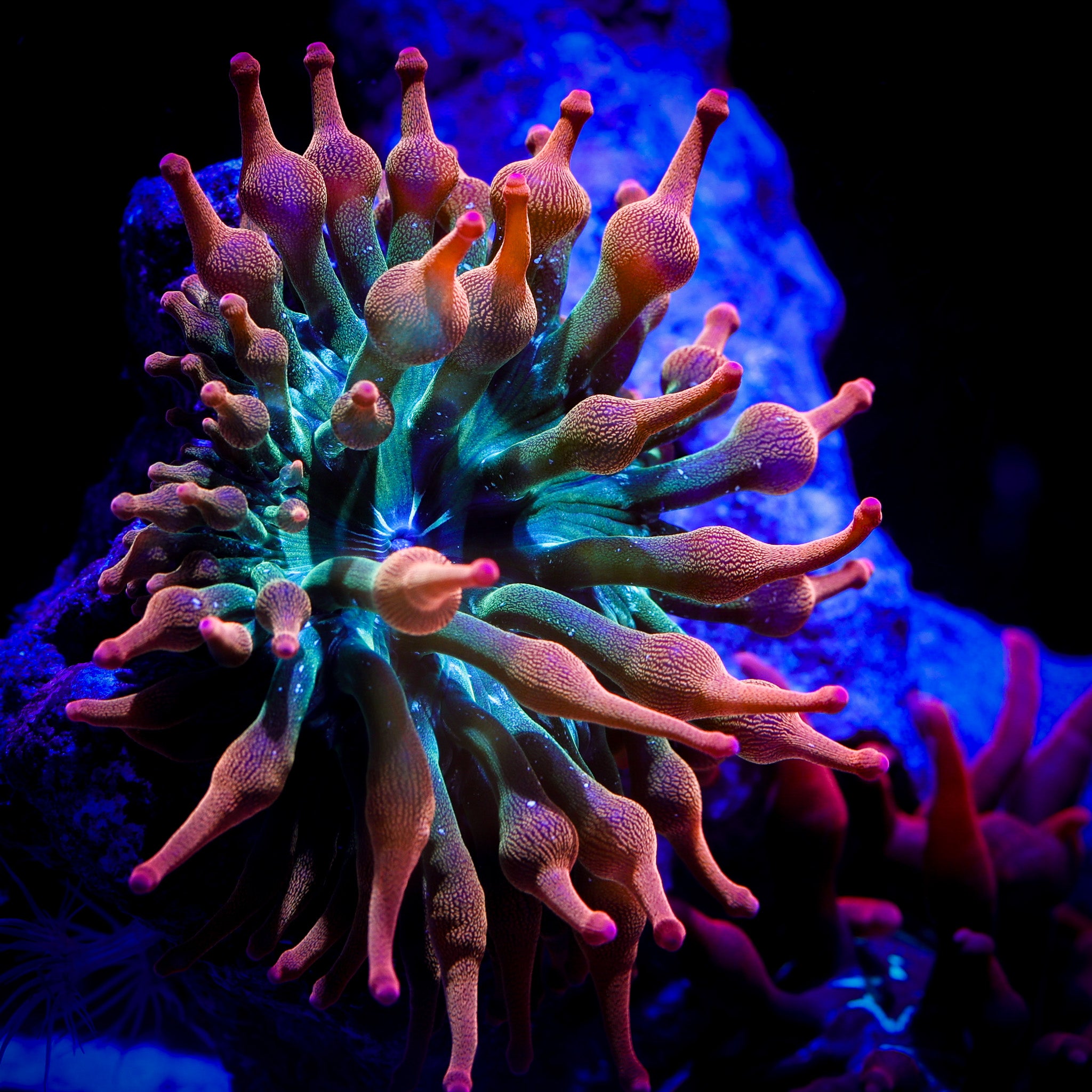 RAINBOW BUBBLE TIP ANENOME