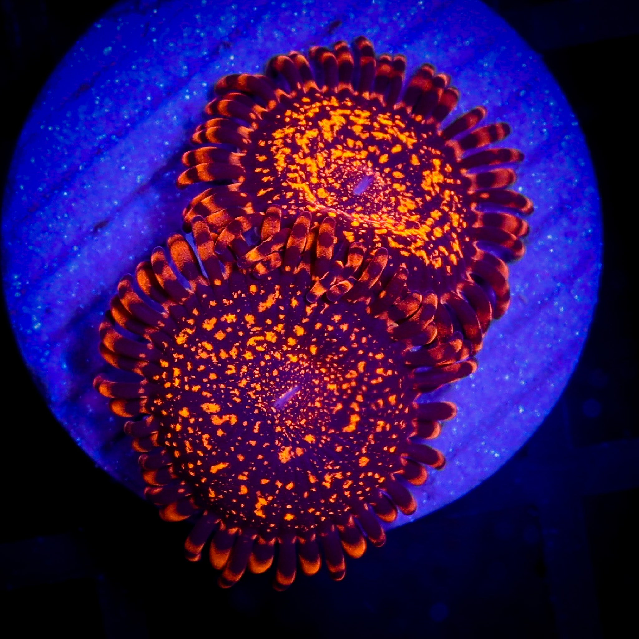 NIGHTMARE ZOA