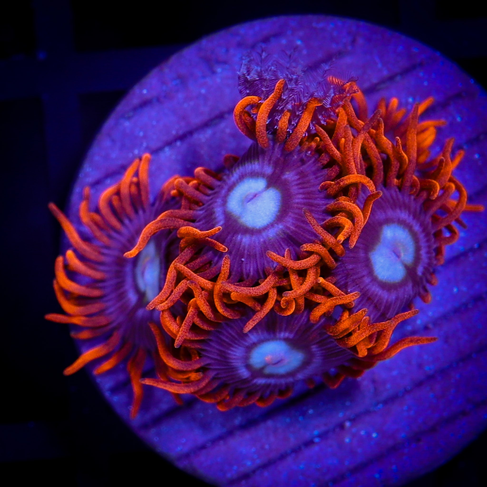 FIRE AND ICE ZOA