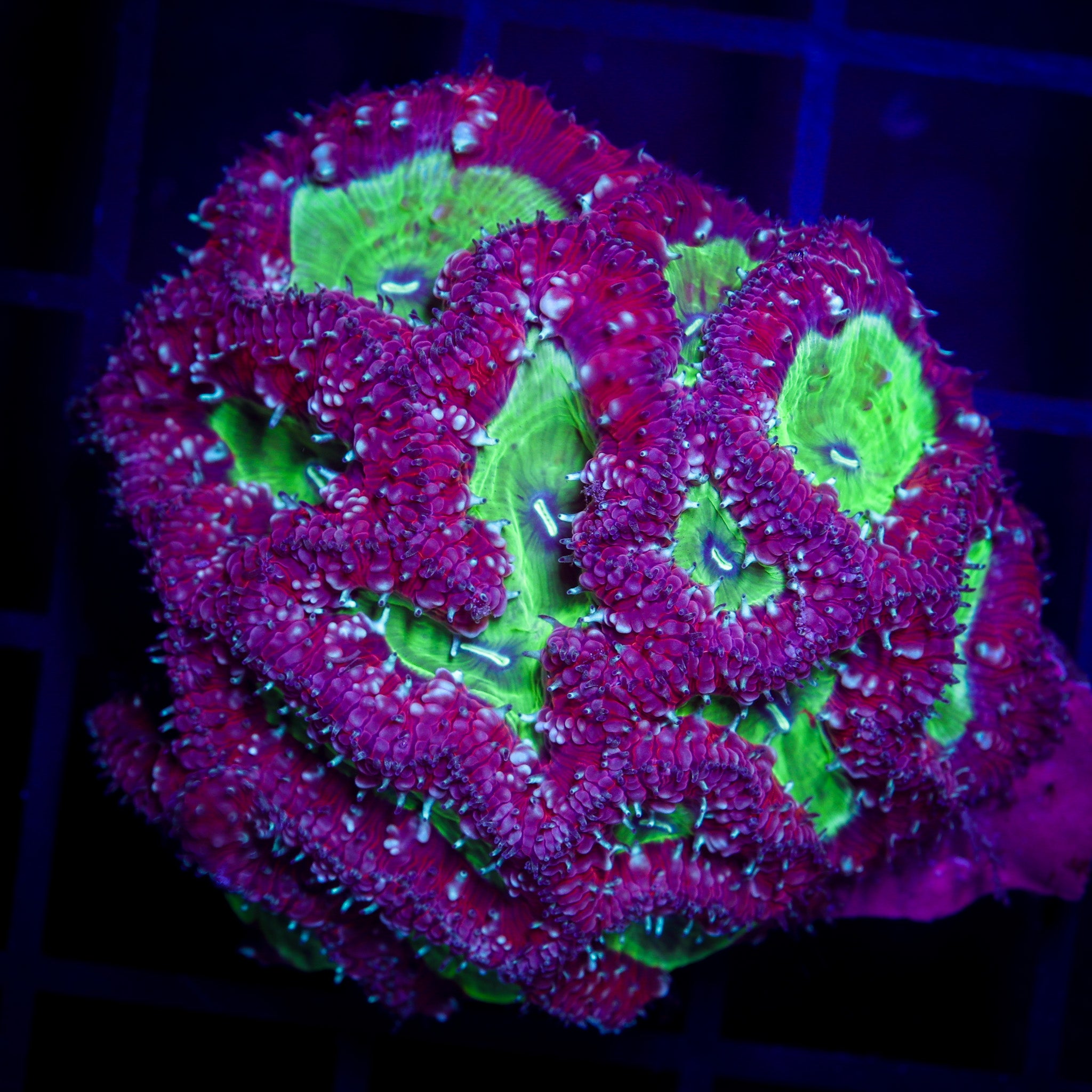 SPRECKLED BLASTOMUSSA MINI COLONY