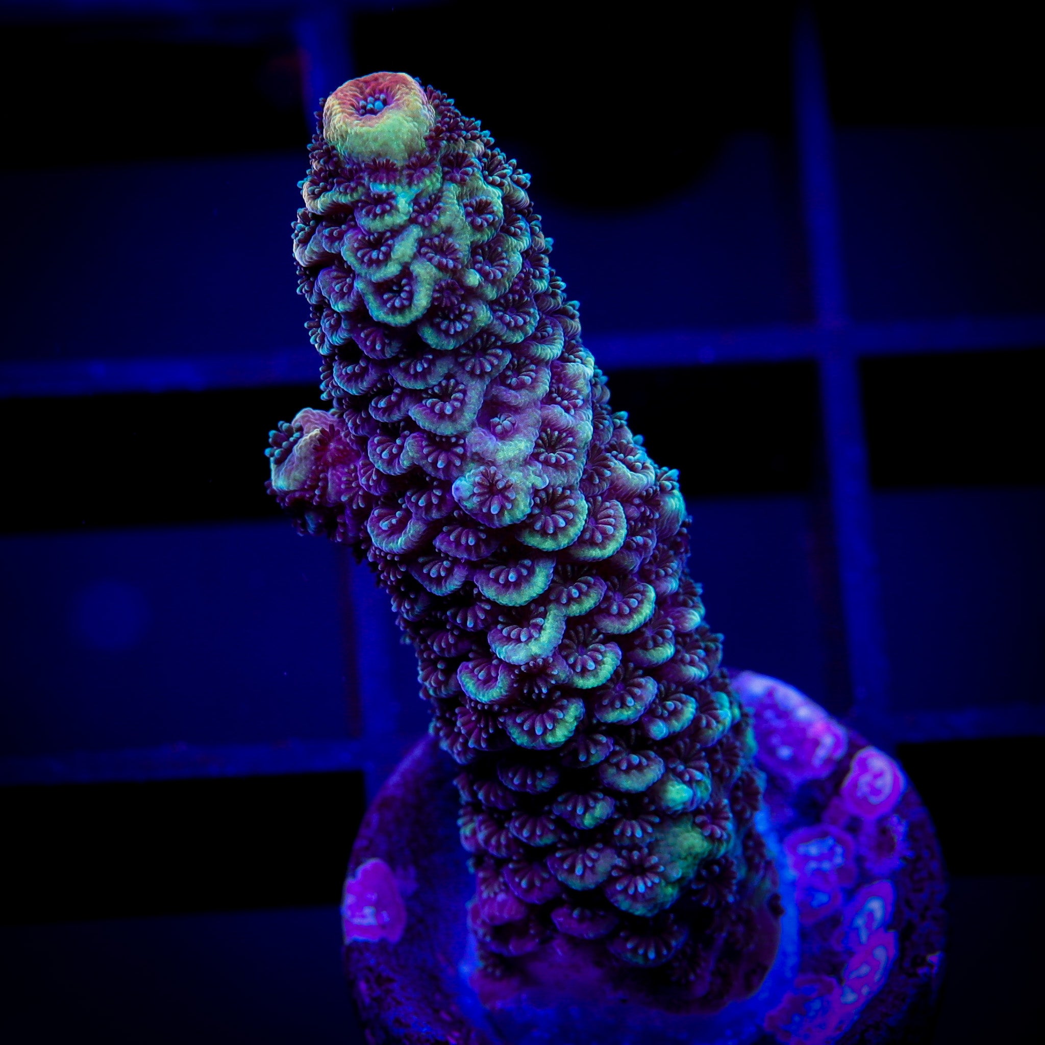 ULTRAVIOLET MILLEPORA